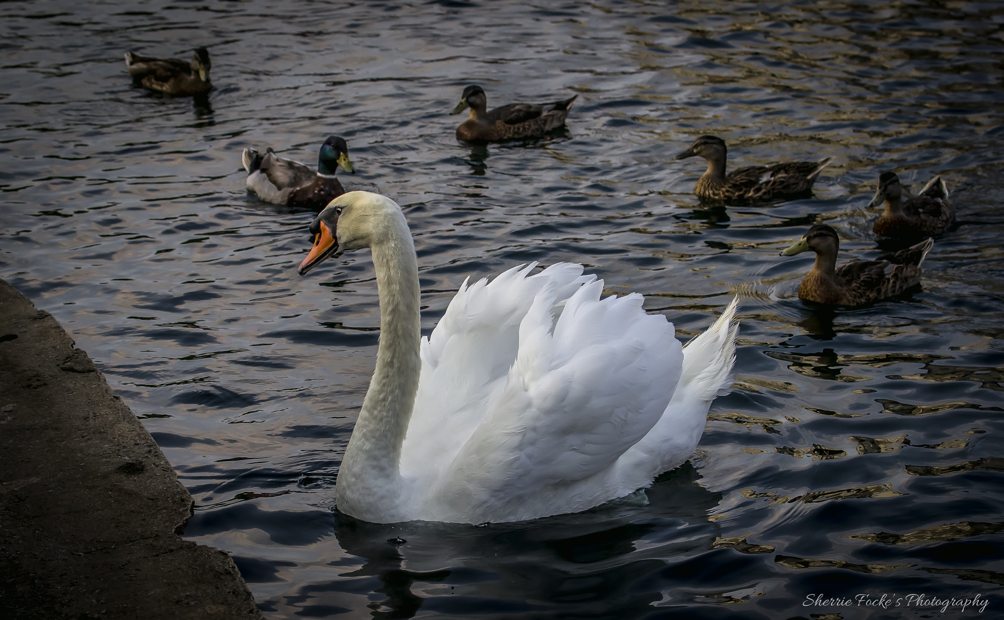 Canon EF 70-300mm F4-5.6L IS USM sample photo. Swan at ledge photography