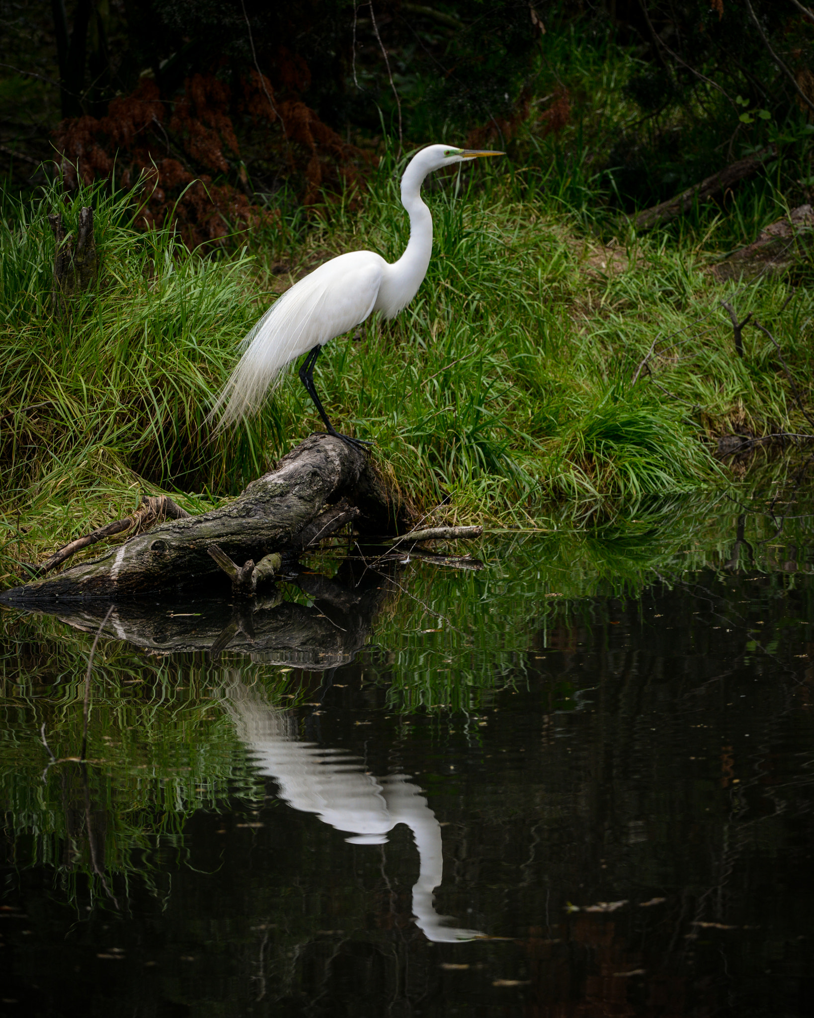 Nikon AF-S Nikkor 200-400mm F4G ED-IF VR sample photo. Reflections of a great egret photography