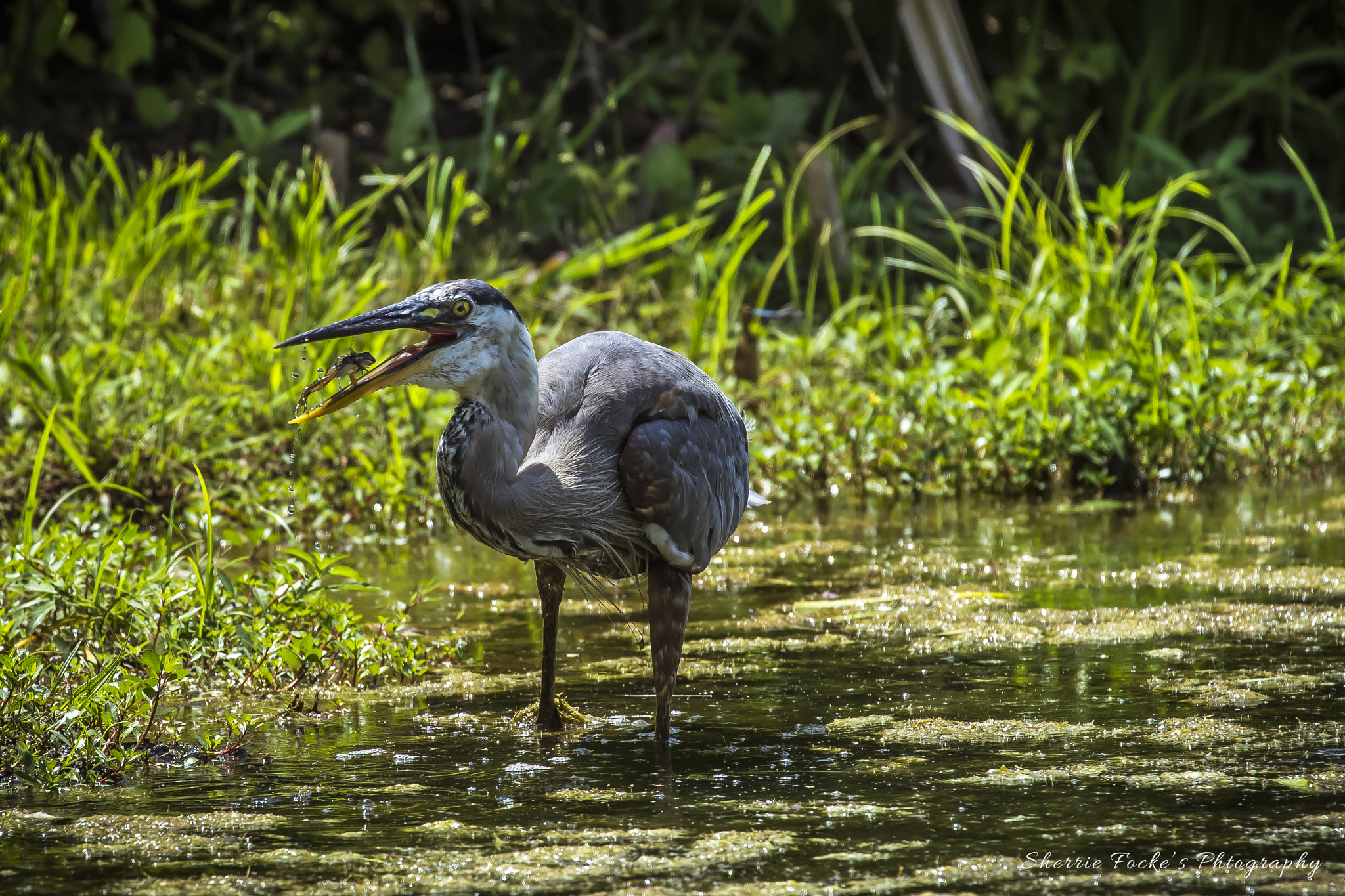 Canon EF 70-300mm F4-5.6L IS USM sample photo. Waldo with frog photography