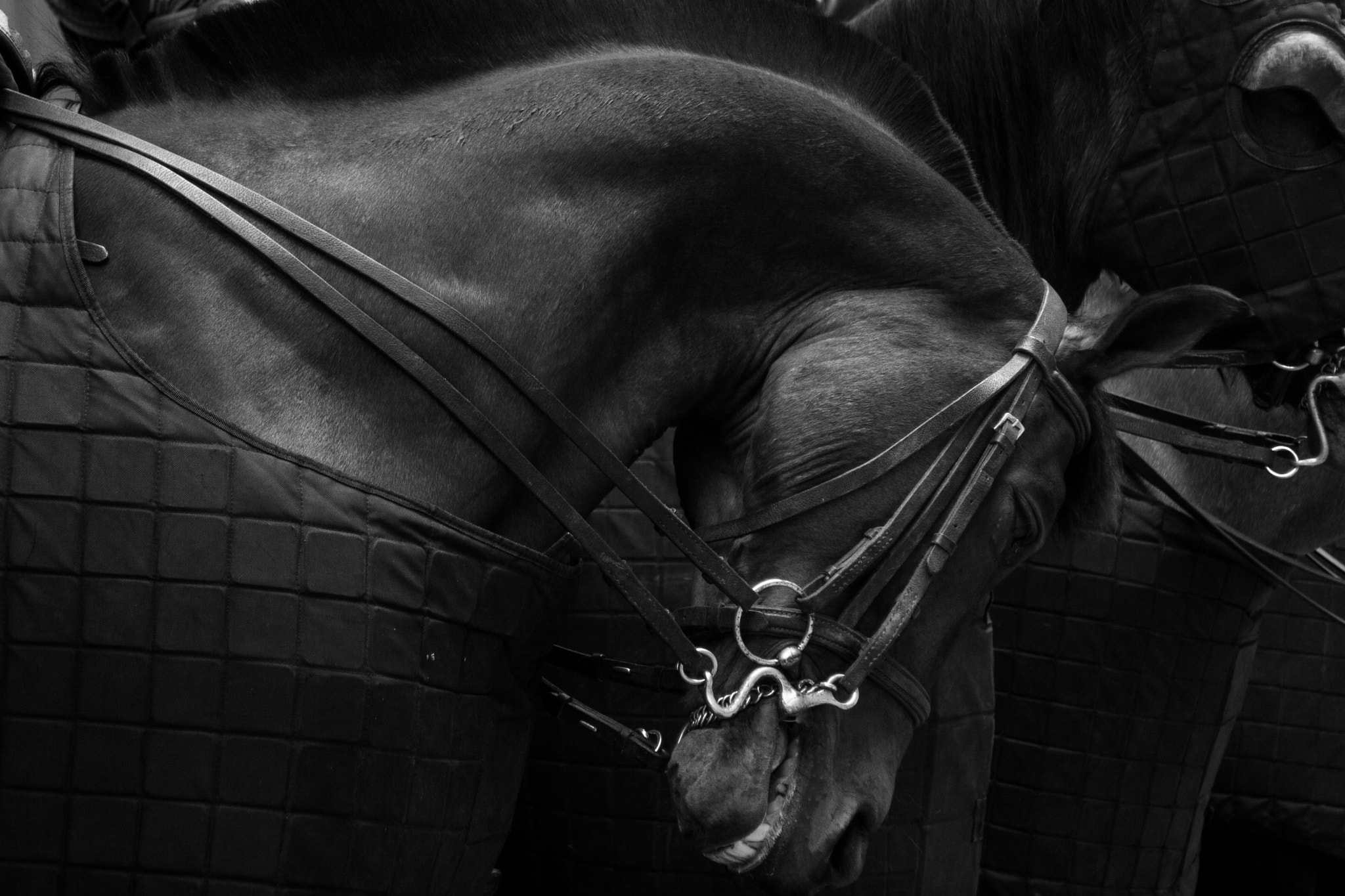 Canon EF 28-105mm f/3.5-4.5 USM sample photo. Police horse photography