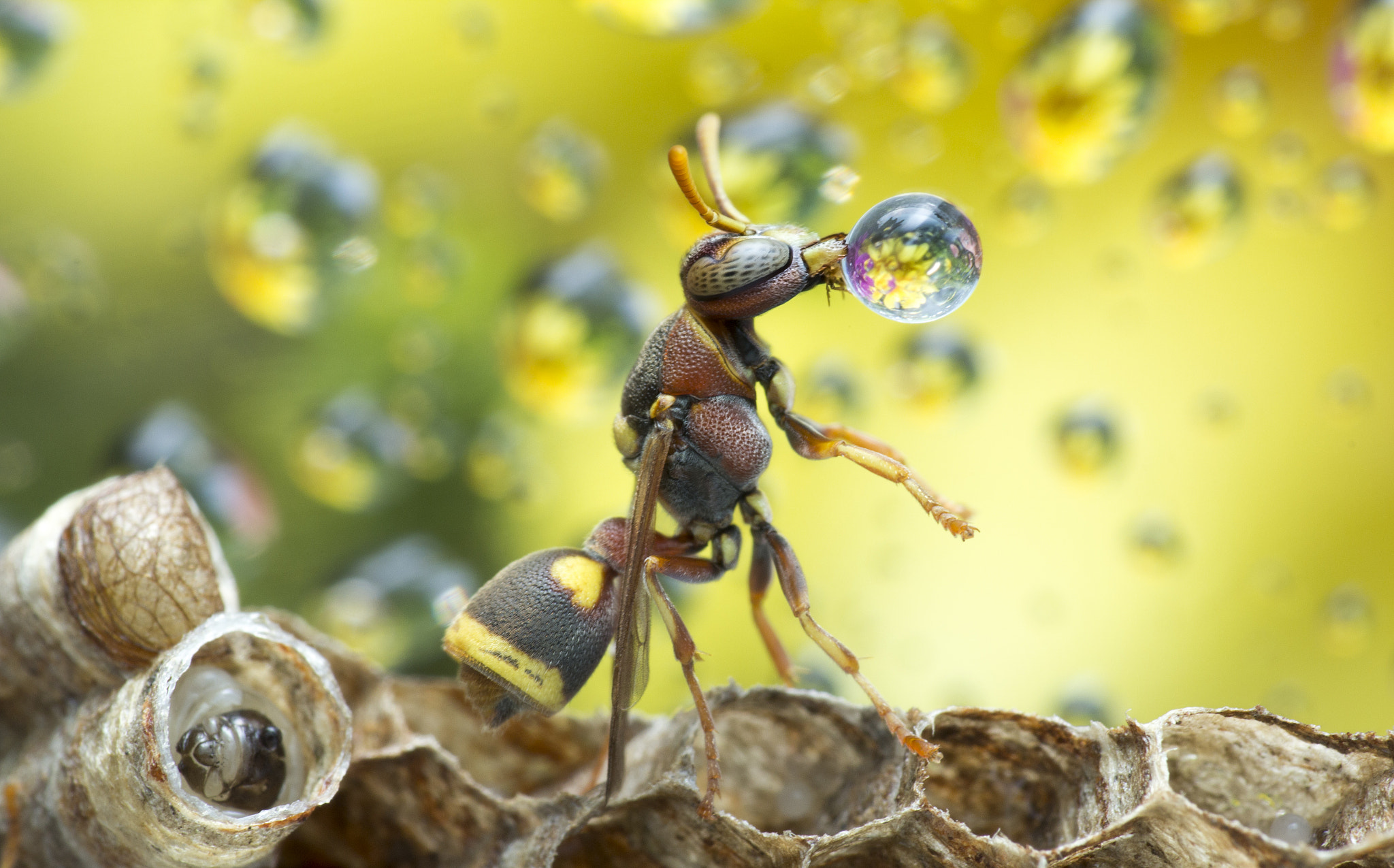 Canon EF 100mm F2.8 Macro USM sample photo. Wasp blowing water droplet 160408d photography