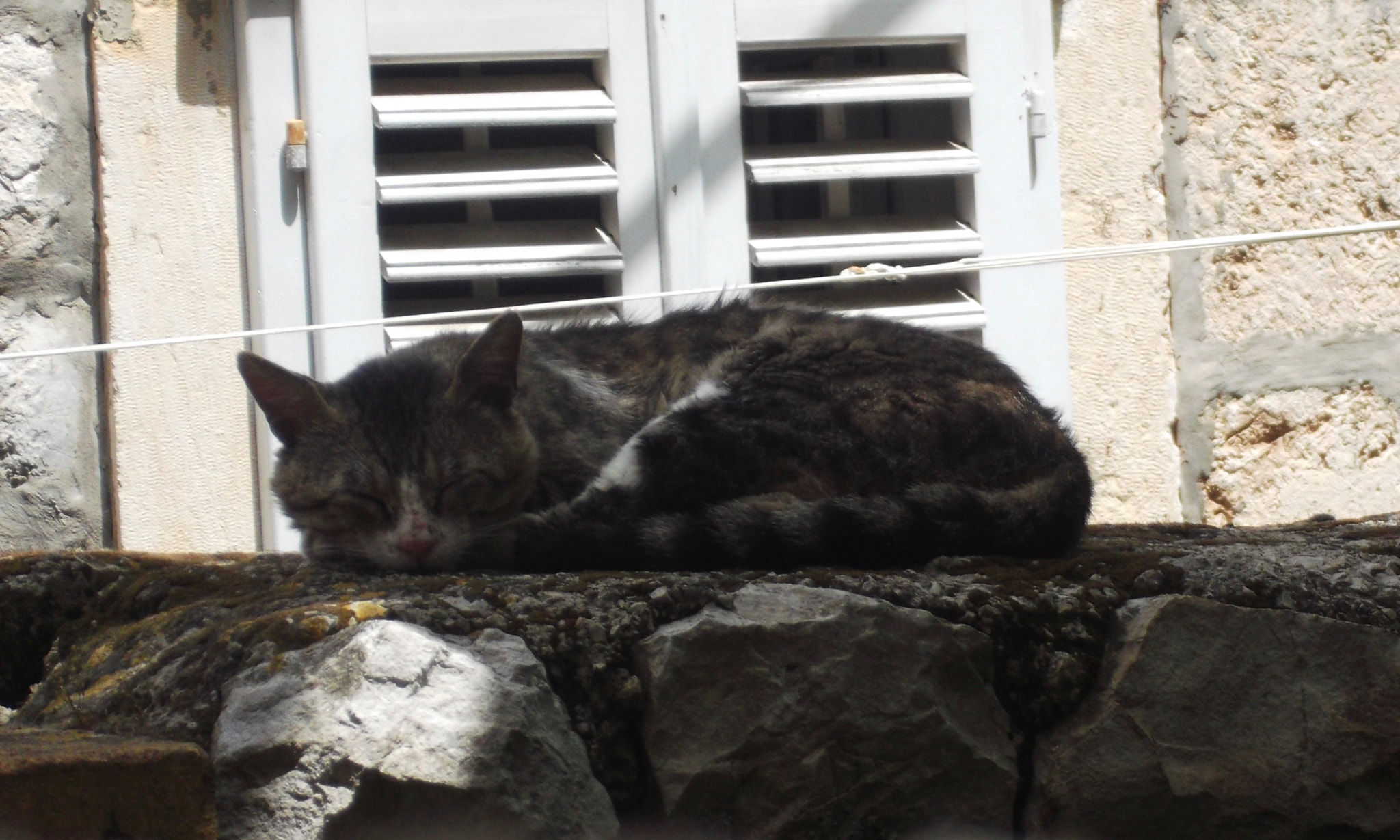 Fujifilm FinePix JX520 sample photo. Napping cat (cropped) photography