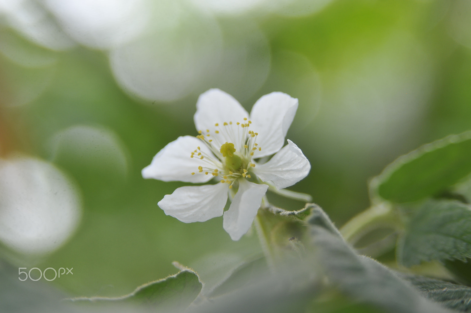 AF Zoom-Nikkor 28-105mm f/3.5-4.5D IF sample photo. White flower photography