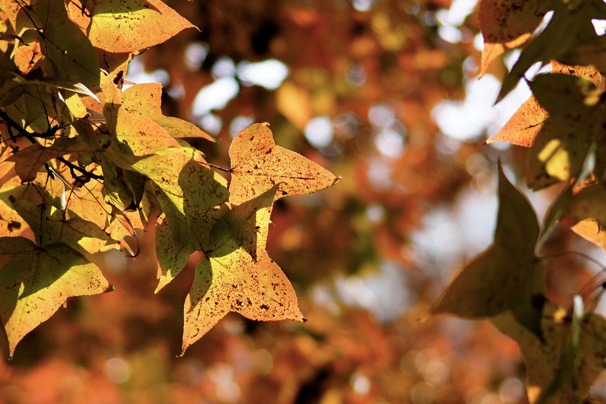 Sony SLT-A33 sample photo. Maple leaves photography