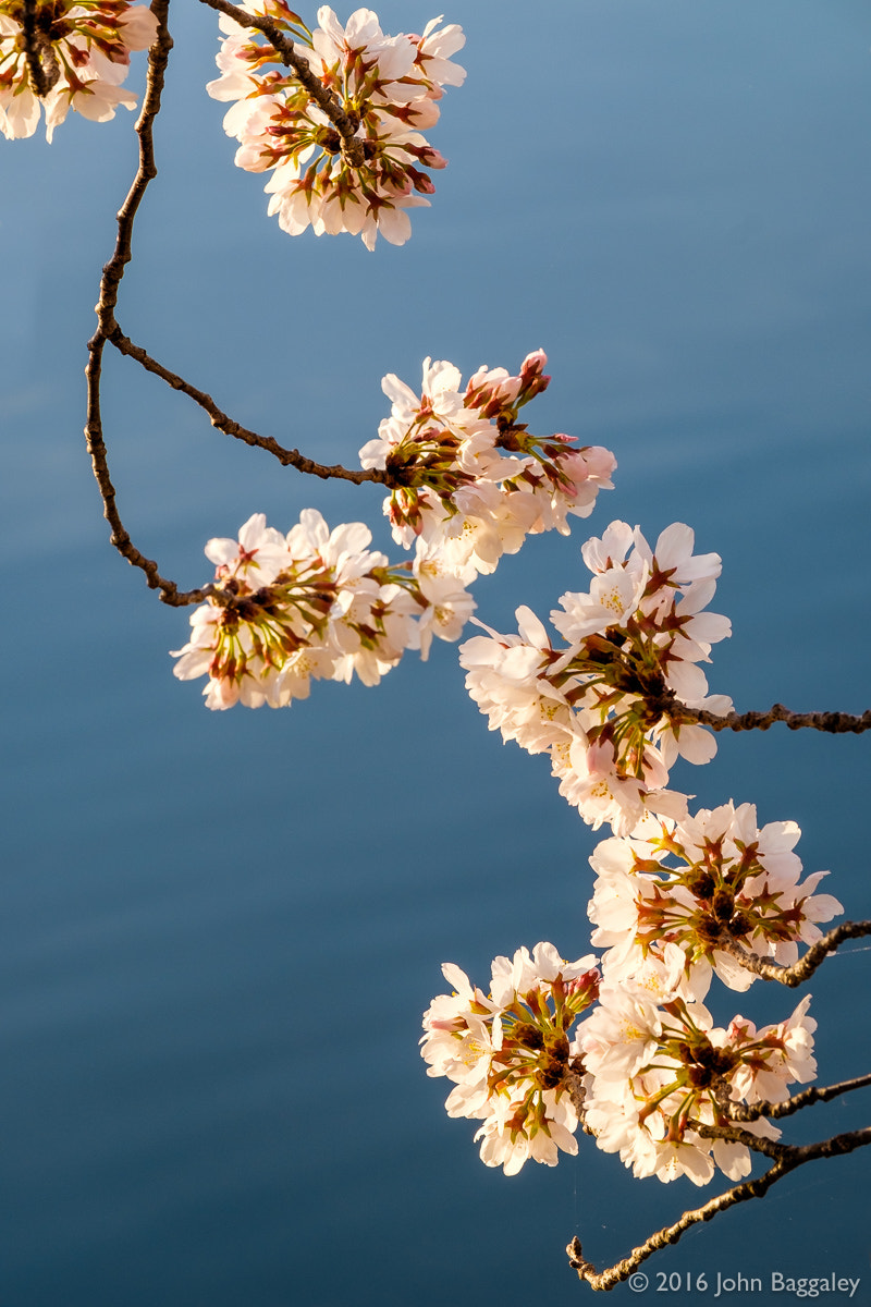 Fujifilm X-T10 + Fujifilm XF 50-140mm F2.8 R LM OIS WR sample photo. Blossoms over water photography
