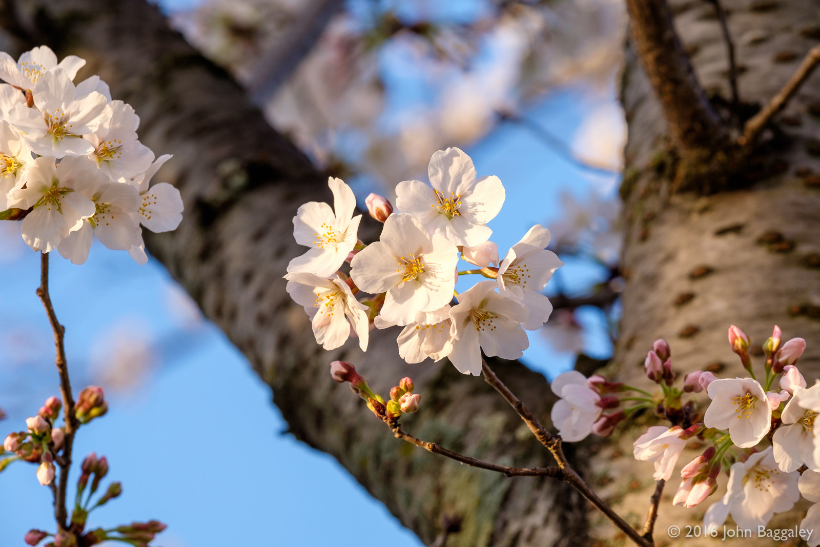 Fujifilm X-T10 + Fujifilm XF 50-140mm F2.8 R LM OIS WR sample photo. Open and closed photography