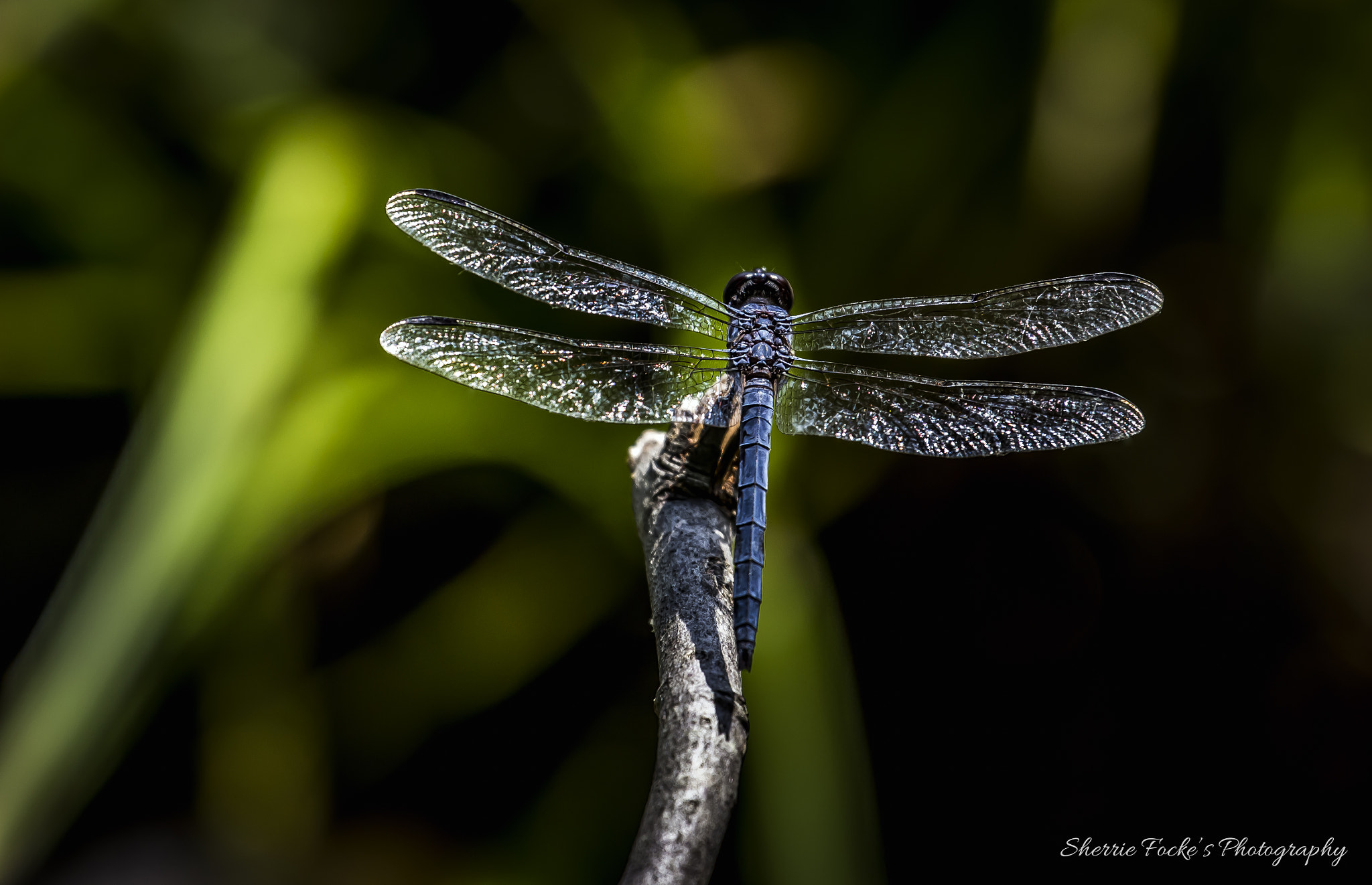 Canon EF 70-300mm F4-5.6L IS USM sample photo. Dragonfly reedy creek photography