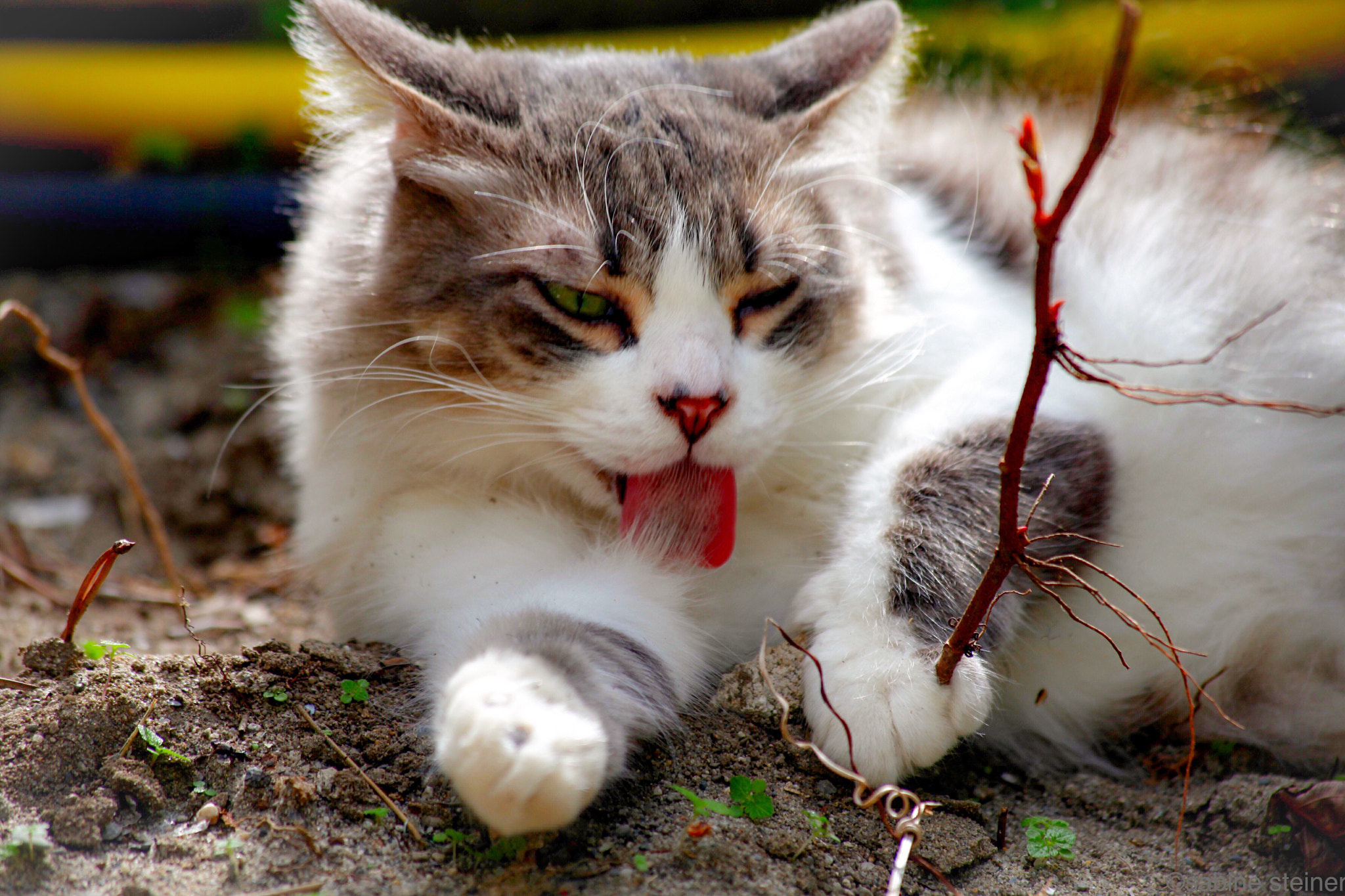 Canon EF 70-300mm F4-5.6 IS USM sample photo. Funny cat photography