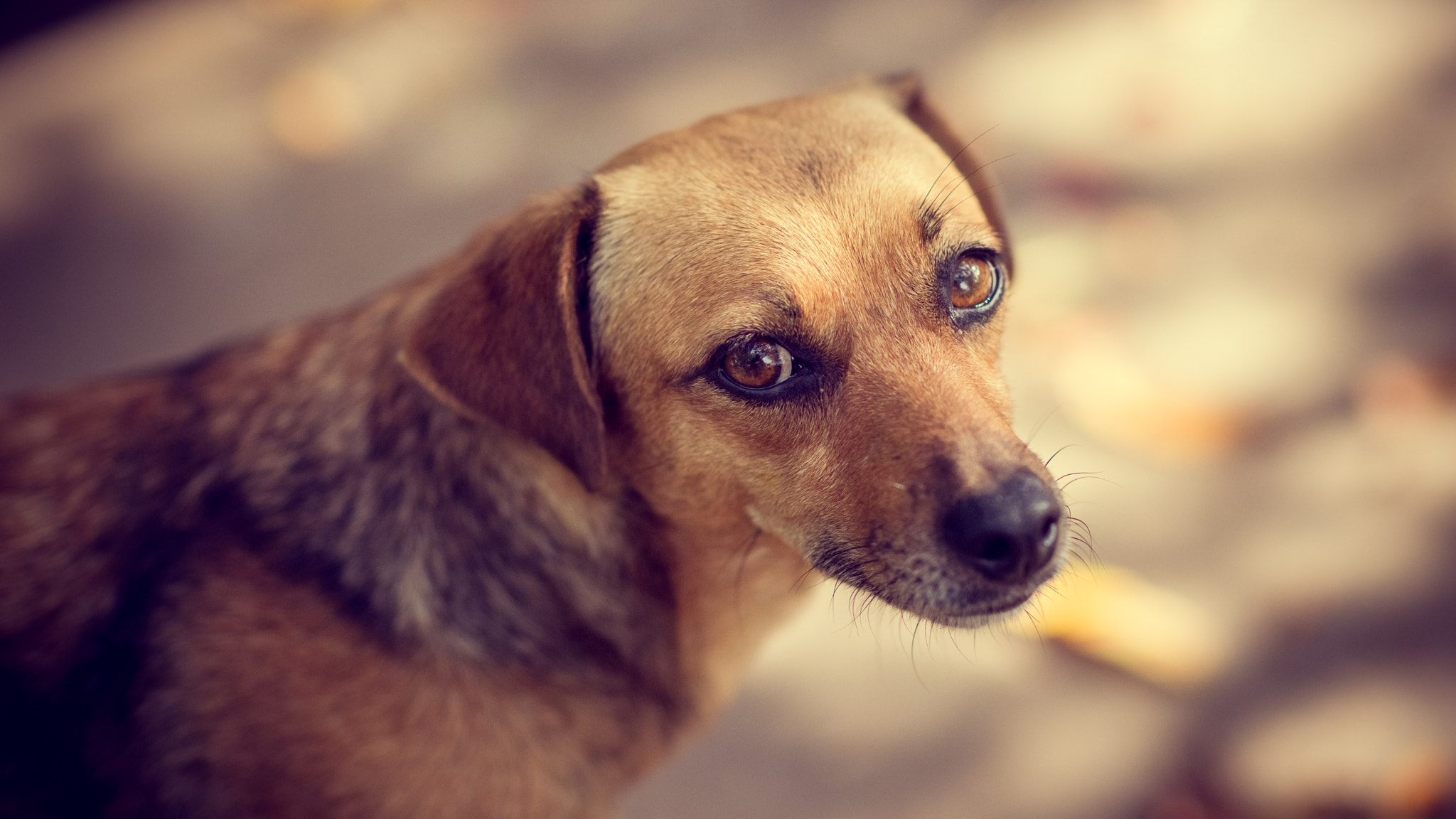 Sony Planar T* 85mm F1.4 ZA sample photo. Canela photography