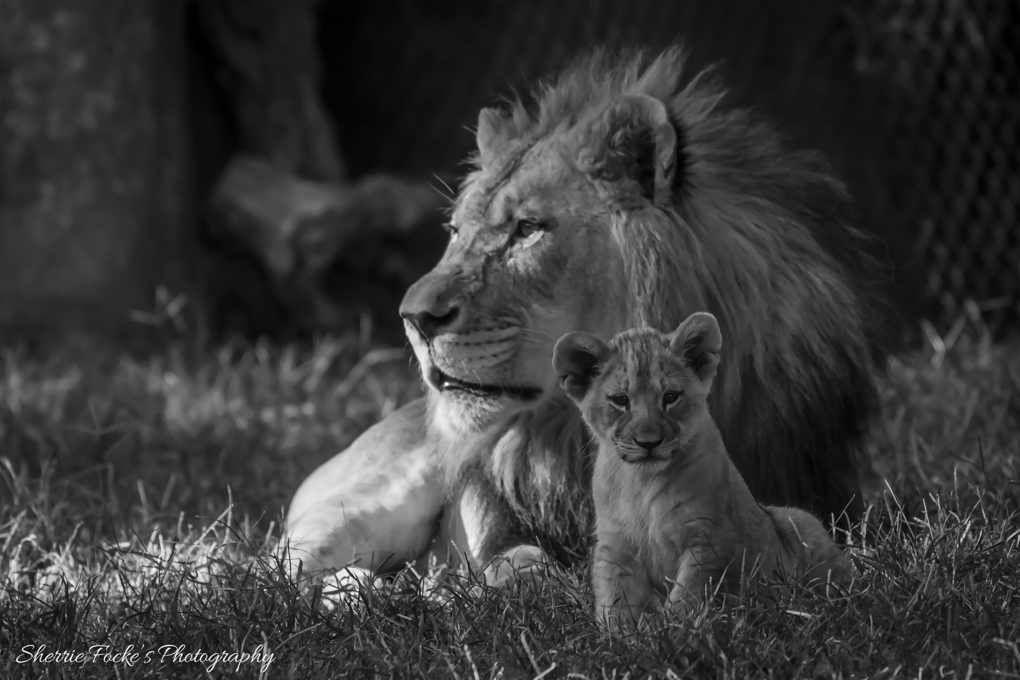 Canon EOS 600D (Rebel EOS T3i / EOS Kiss X5) + Canon EF 70-300mm F4-5.6L IS USM sample photo. Lion and cub bw photography
