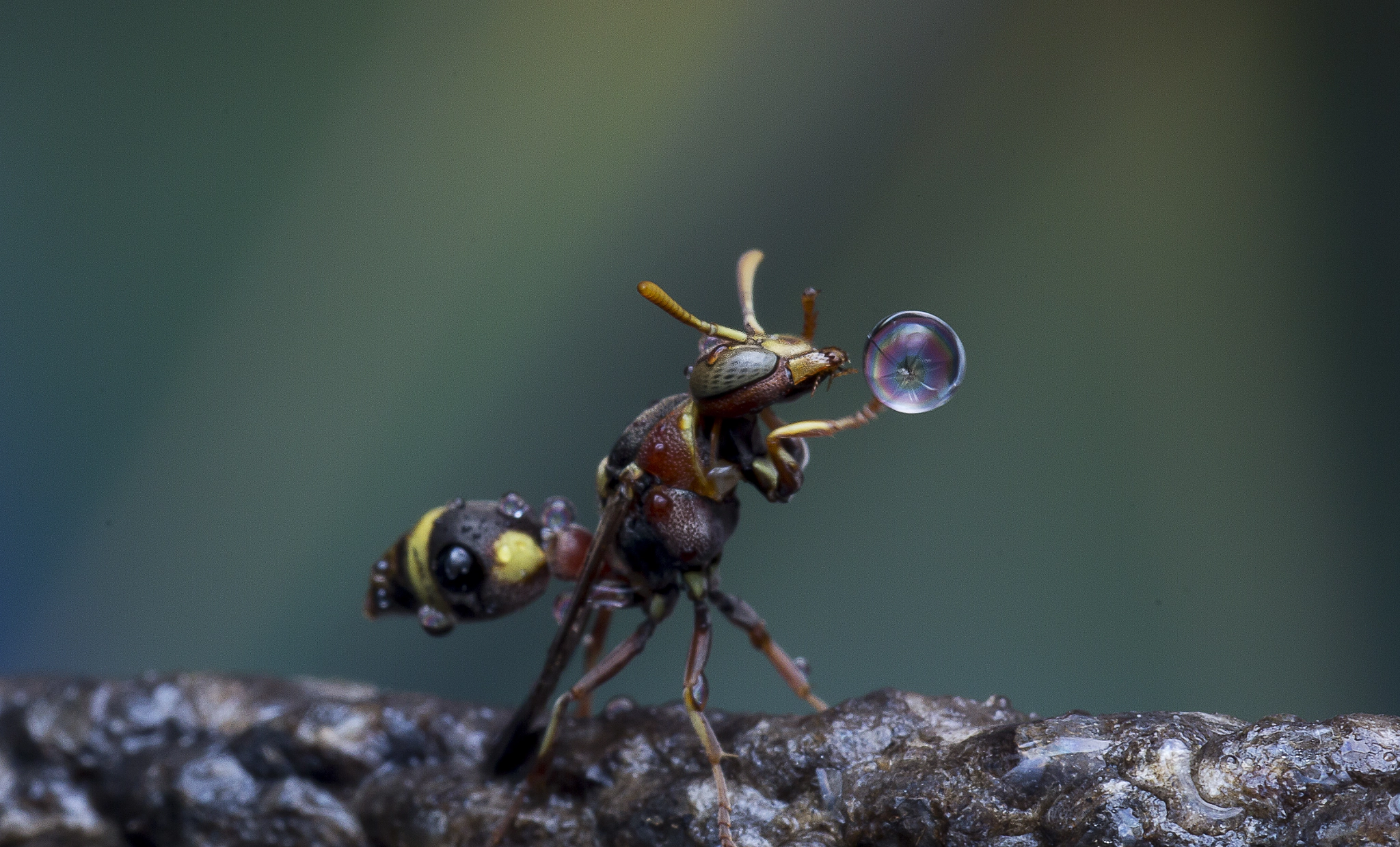 Canon EOS 60D + Canon EF 100mm F2.8 Macro USM sample photo. Wasp blowing water droplet 160408f photography