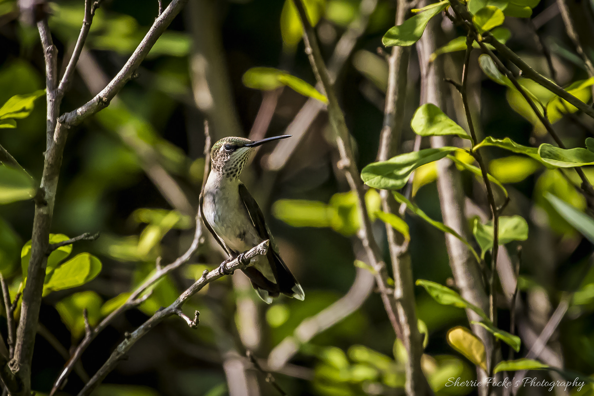 Canon EF 70-300mm F4-5.6L IS USM sample photo. Hummingbird in tree photography