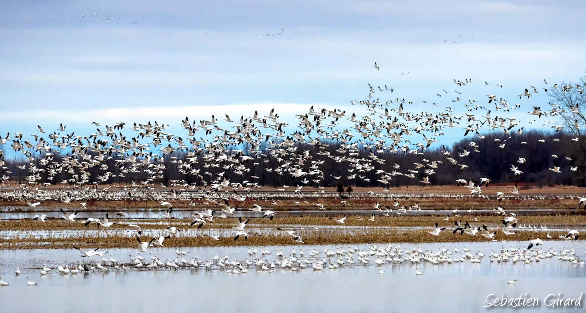 Nikon D7000 + Sigma 150-600mm F5-6.3 DG OS HSM | S sample photo. Goose migration photography