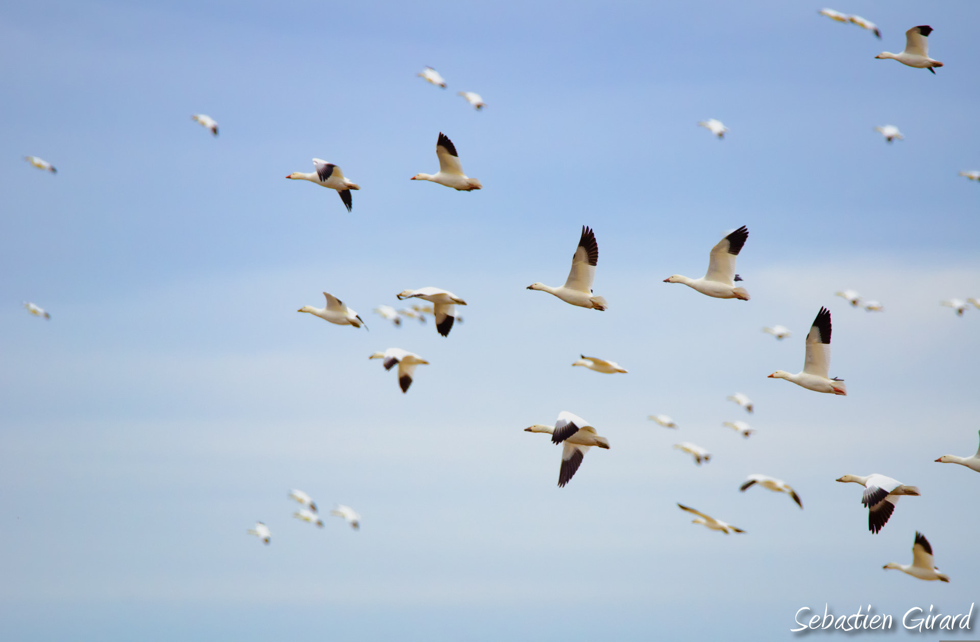 Nikon D7000 + Sigma 150-600mm F5-6.3 DG OS HSM | S sample photo. Goose migration photography