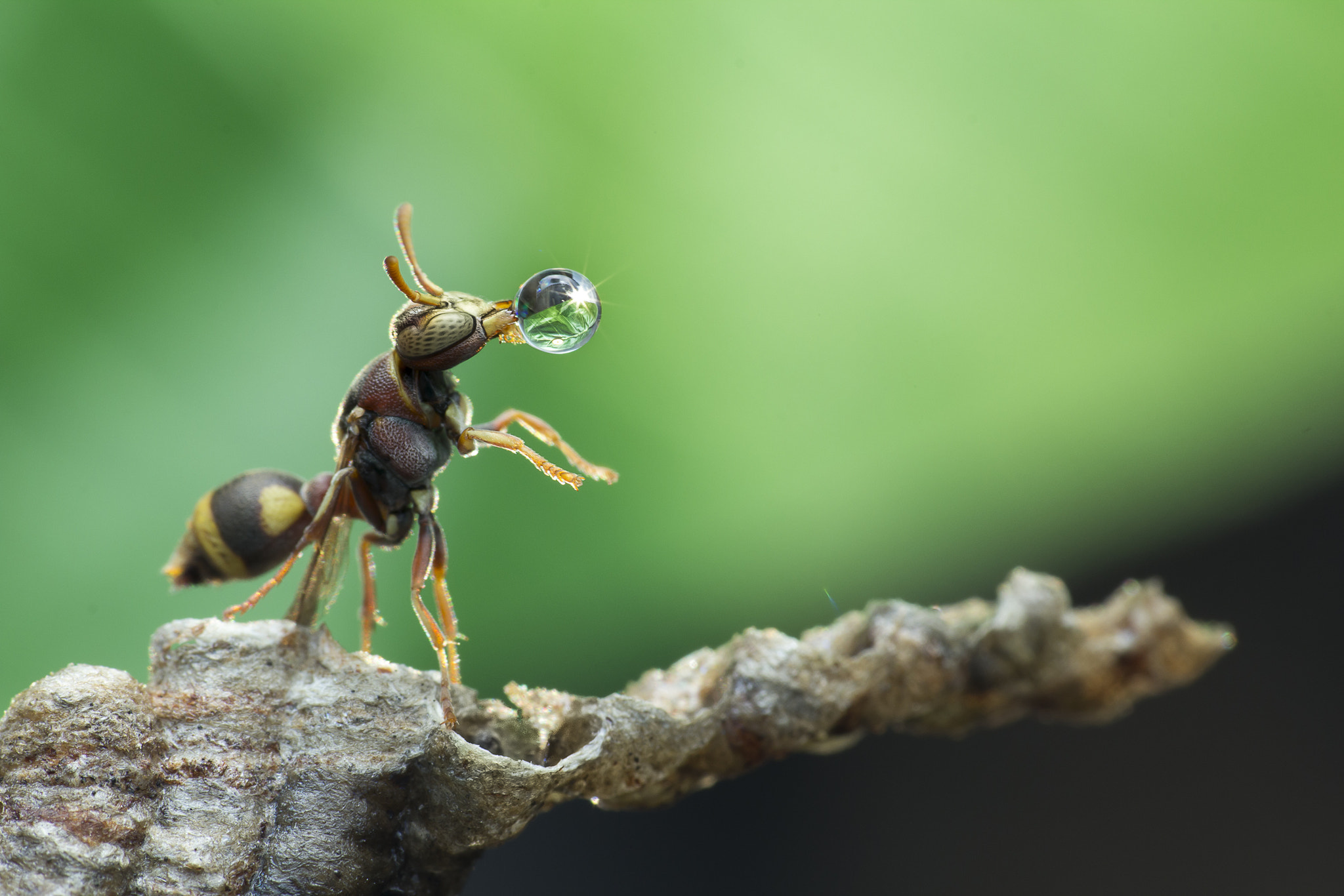 Canon EF 100mm F2.8 Macro USM sample photo. Wasp blowing water droplet 160408g photography