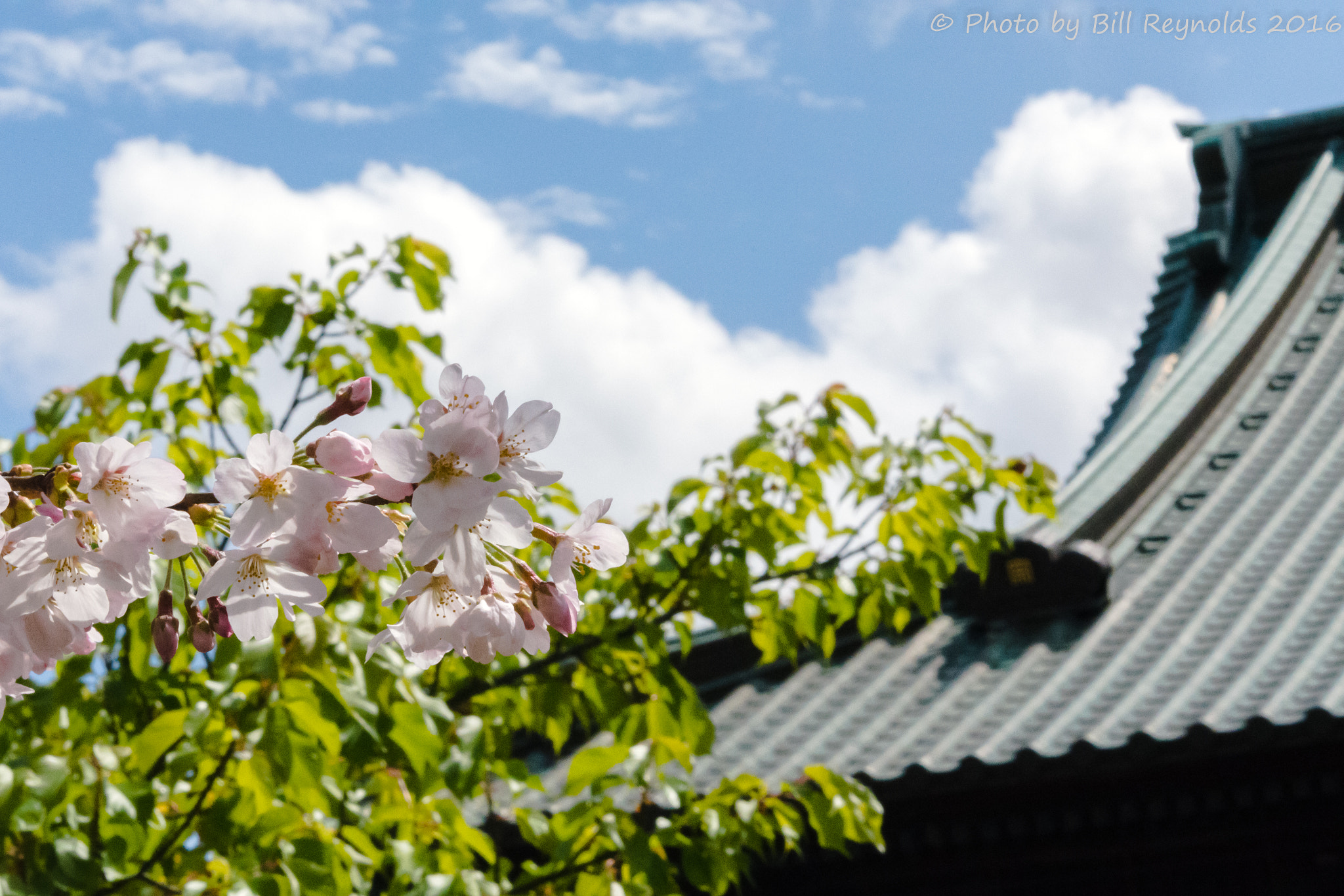Nikon AF-S Micro-Nikkor 60mm F2.8G ED sample photo. Green and pink photography