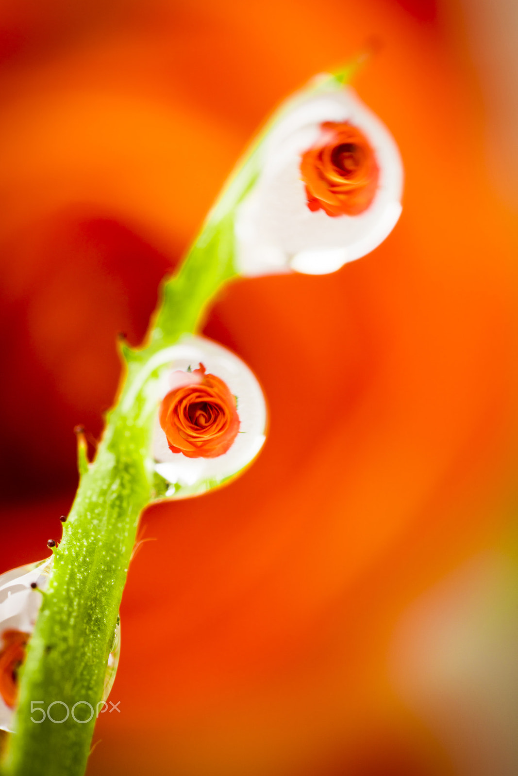 Canon MP-E 65mm F2.5 1-5x Macro Photo sample photo. Rose photography