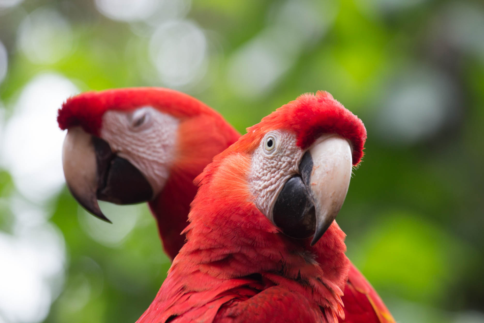 Canon EOS 650D (EOS Rebel T4i / EOS Kiss X6i) sample photo. Guacamayas photography