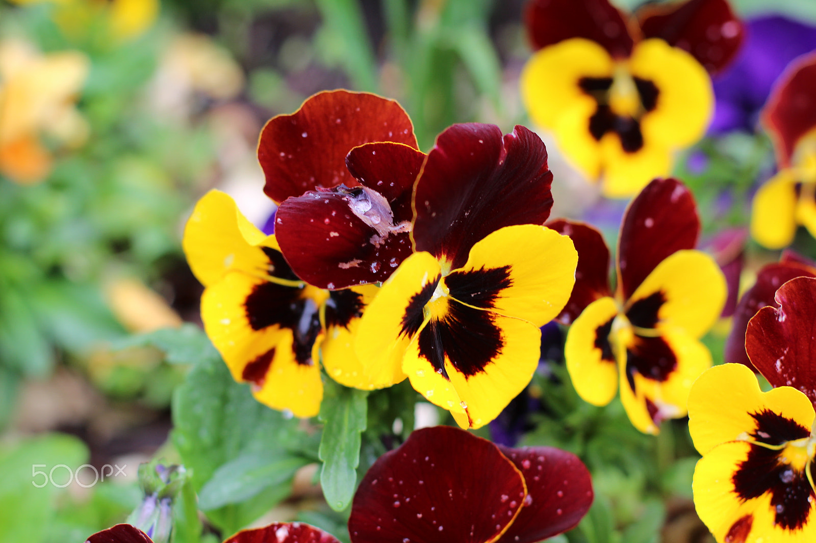 Canon EOS 650D (EOS Rebel T4i / EOS Kiss X6i) + Canon EF 50mm F1.4 USM sample photo. Spring blooms photography