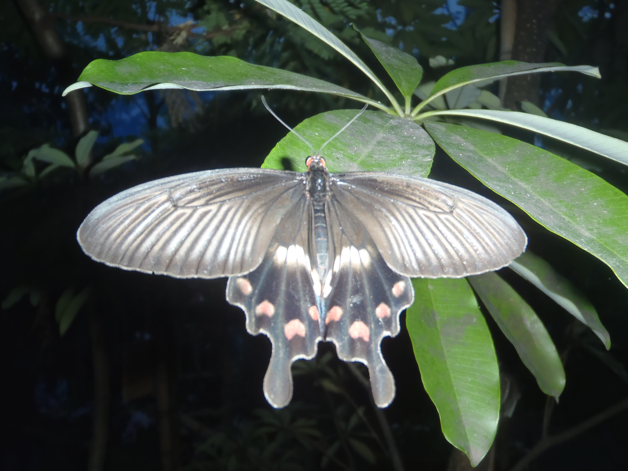 Olympus uTough-3000 sample photo. Black butterfly at night photography