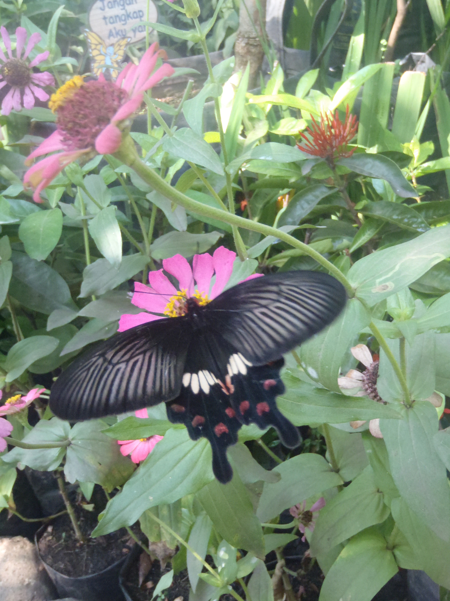 Olympus uTough-3000 sample photo. Black butterfly daylight photography