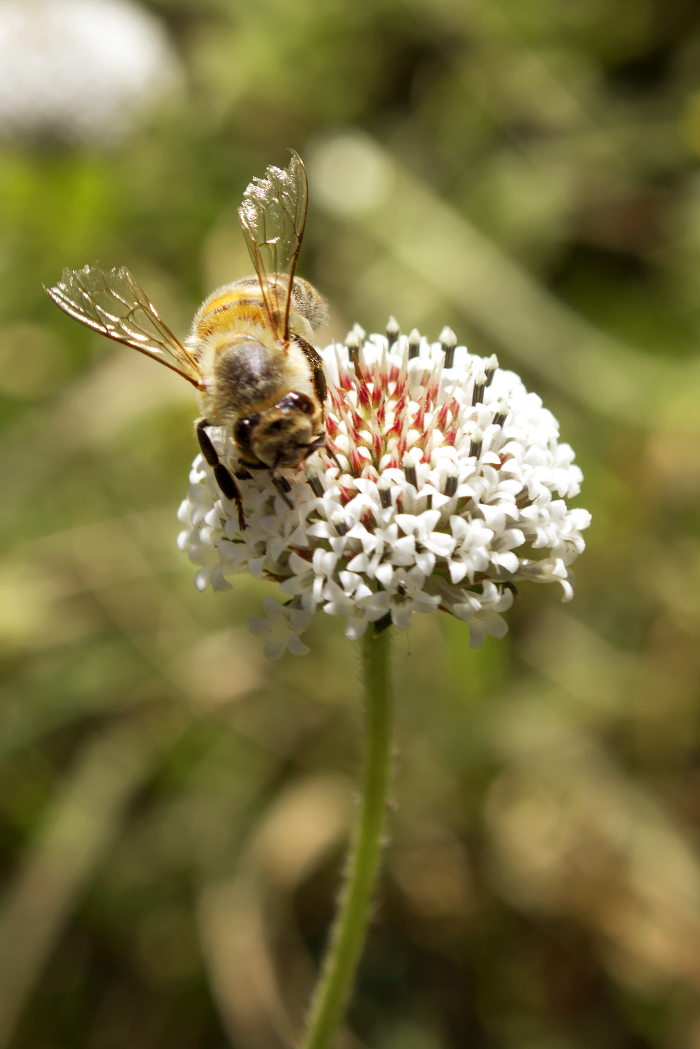Canon EF-S 18-55mm F3.5-5.6 III sample photo. Abeja photography
