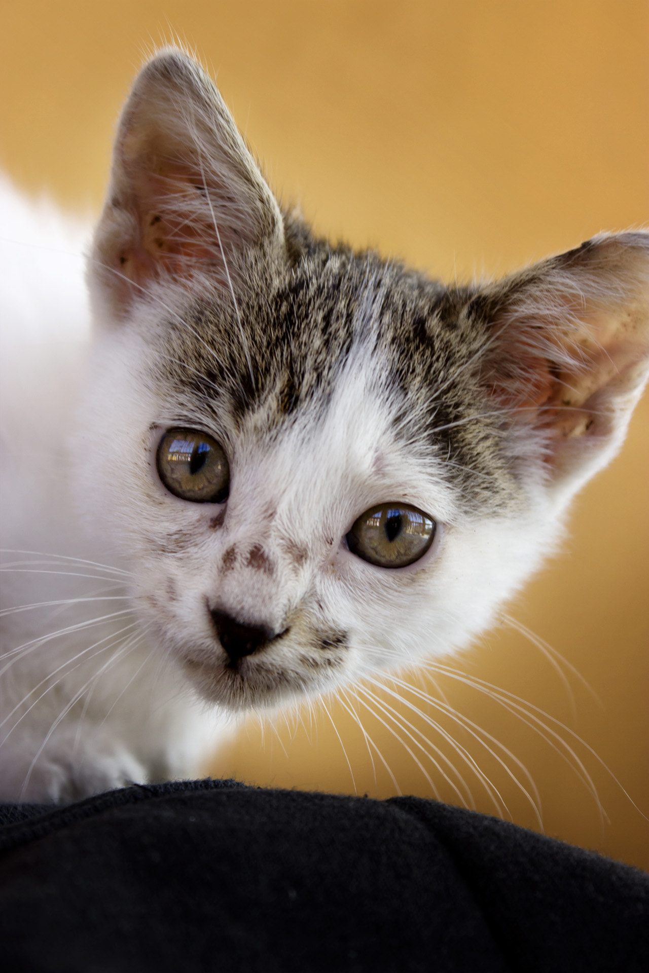 Canon EF-S 18-55mm F3.5-5.6 III sample photo. Cat photography