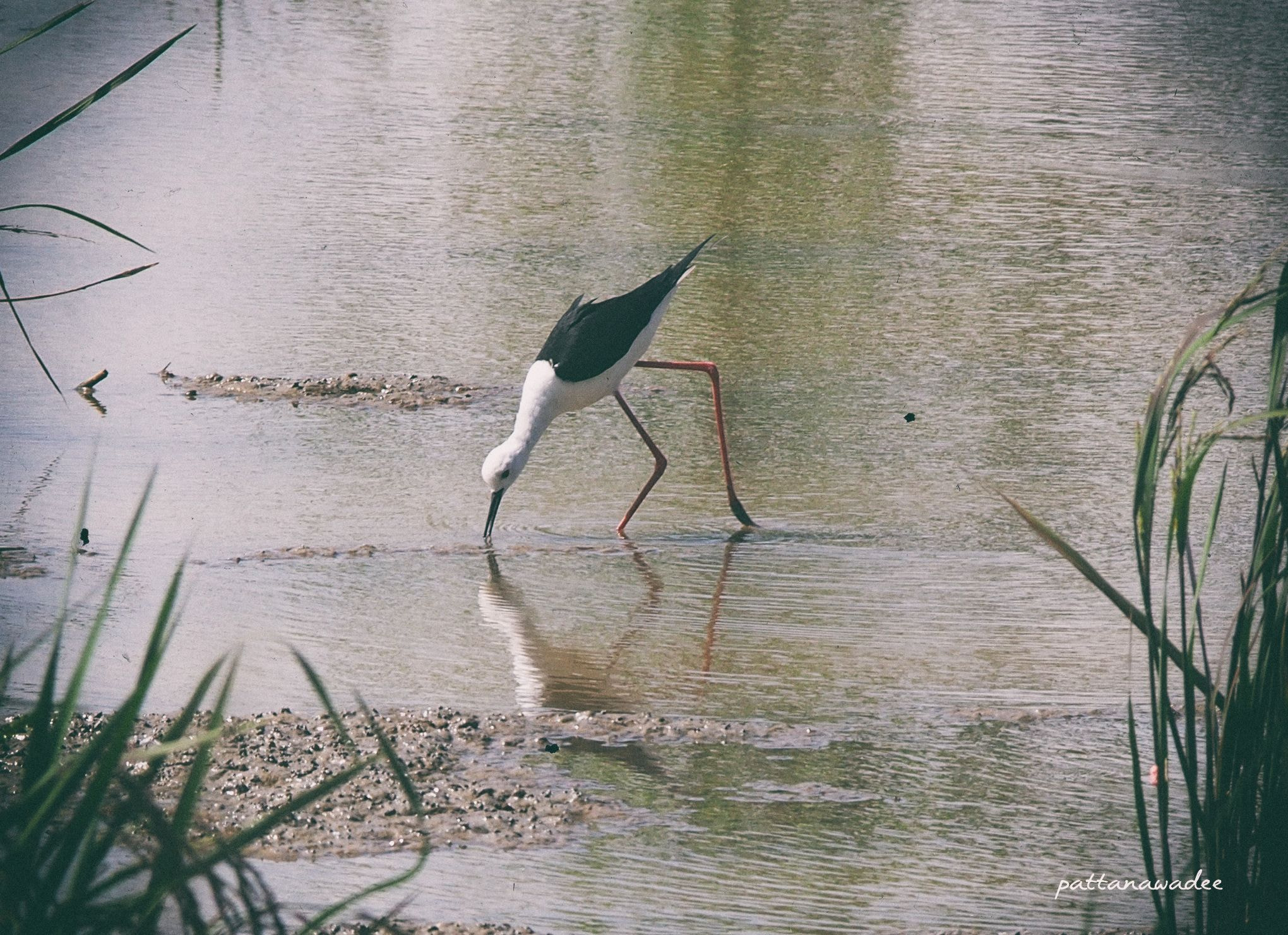 Olympus PEN E-P5 sample photo. Black-winged stilt photography