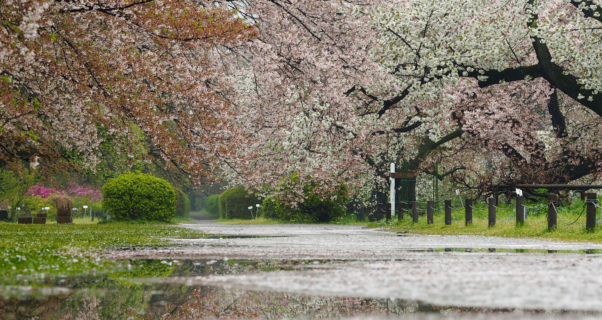 Olympus PEN E-PL7 sample photo. In the spring rain photography