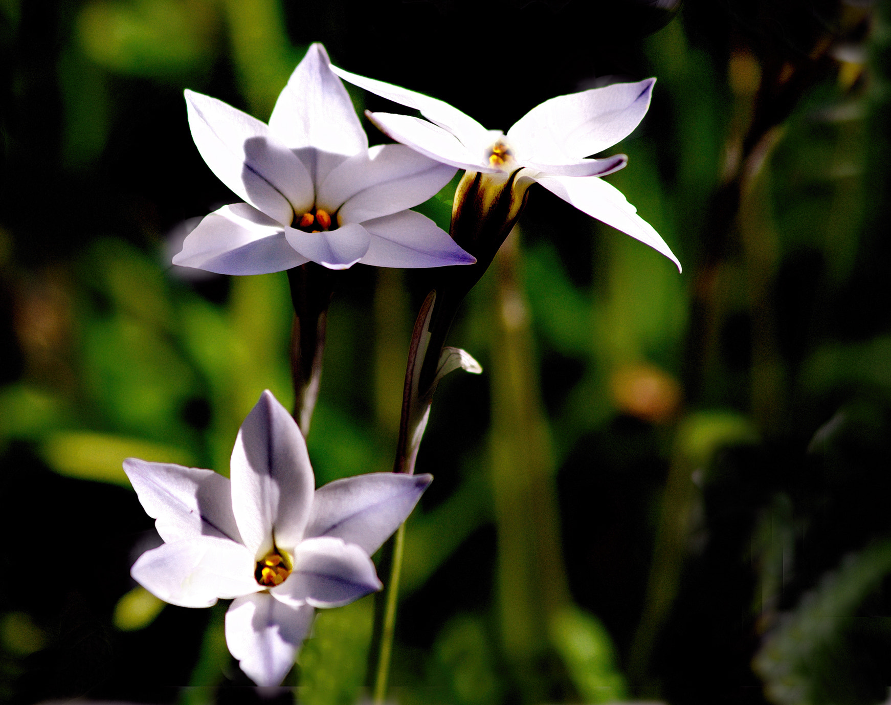 Pentax K200D sample photo. Lite purple photography