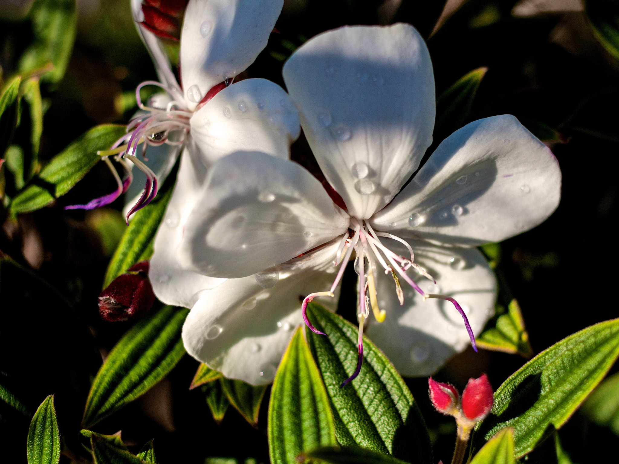 Canon EOS 450D (EOS Rebel XSi / EOS Kiss X2) + Canon EF 40mm F2.8 STM sample photo. White tibouchina flower photography