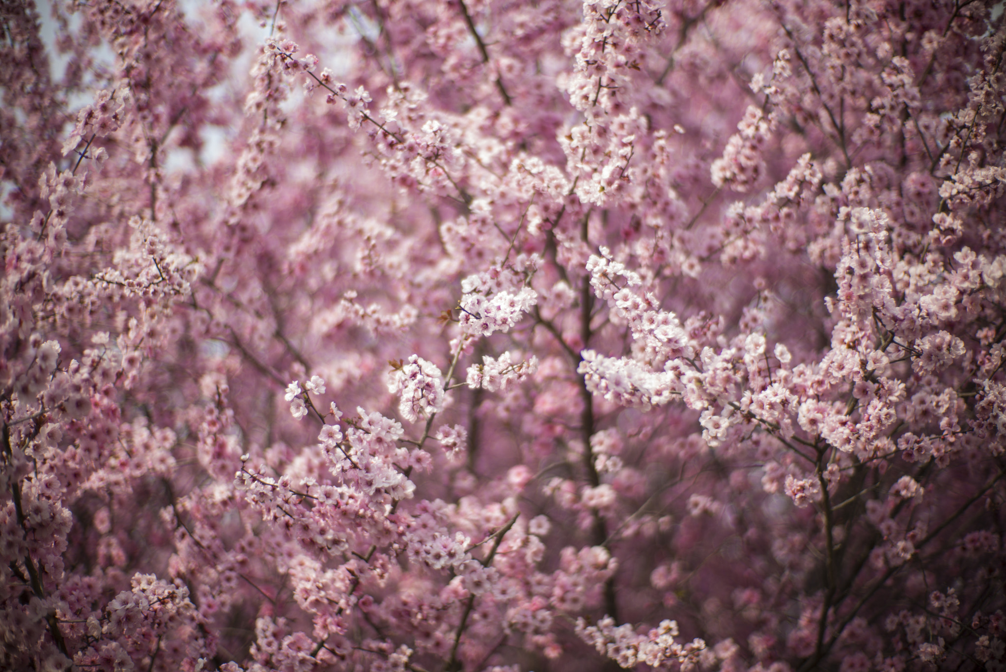 Summicron-M 1:2/35 sample photo. Cherry blossom photography
