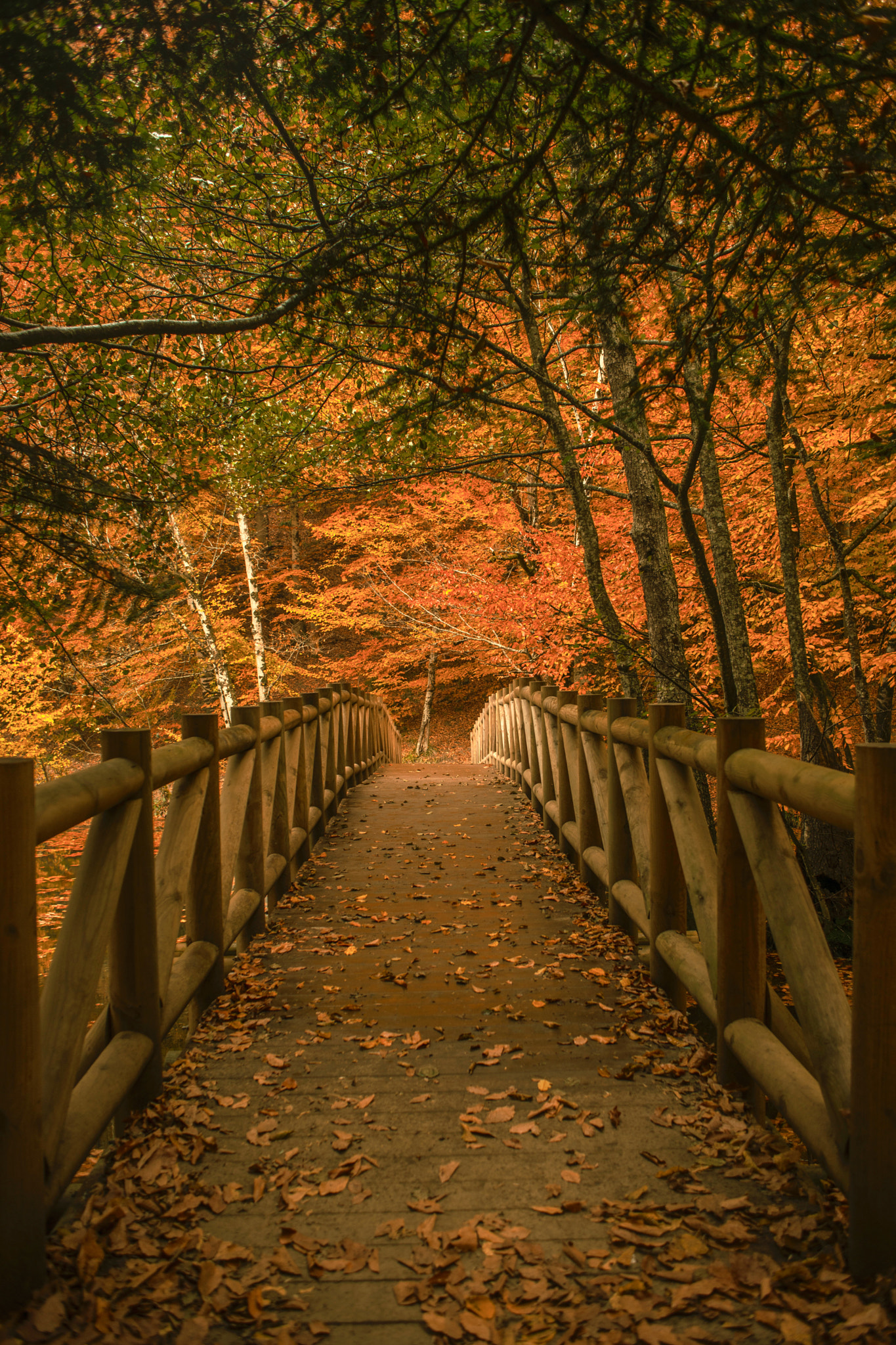 Sony Alpha DSLR-A850 + Sony 28mm F2.8 sample photo. Bridge!... photography