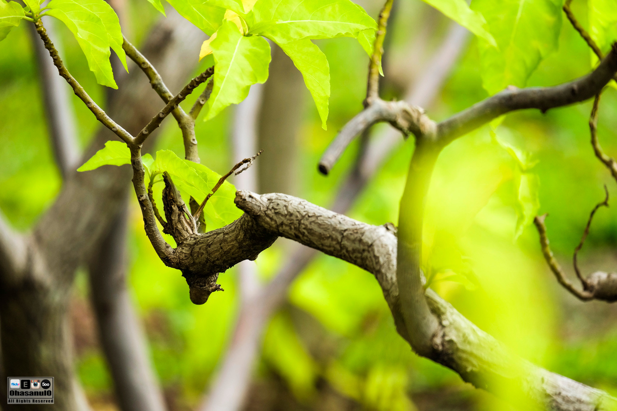 Fujifilm X-M1 + Fujifilm XC 50-230mm F4.5-6.7 OIS II sample photo. A bit of nature... photography