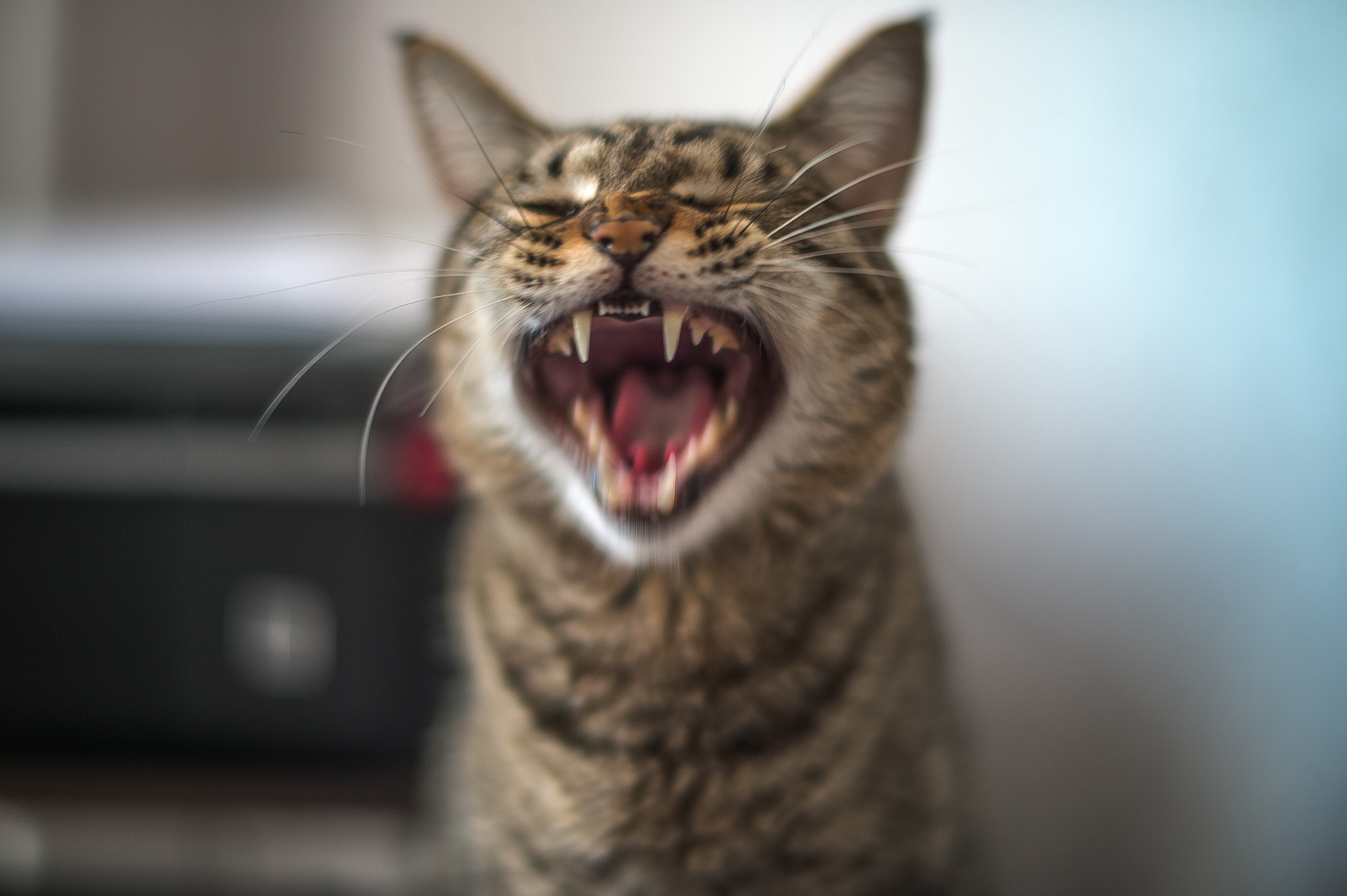 Nikon Df + Nikon AF-S Nikkor 58mm F1.4G sample photo. My cat horror photography