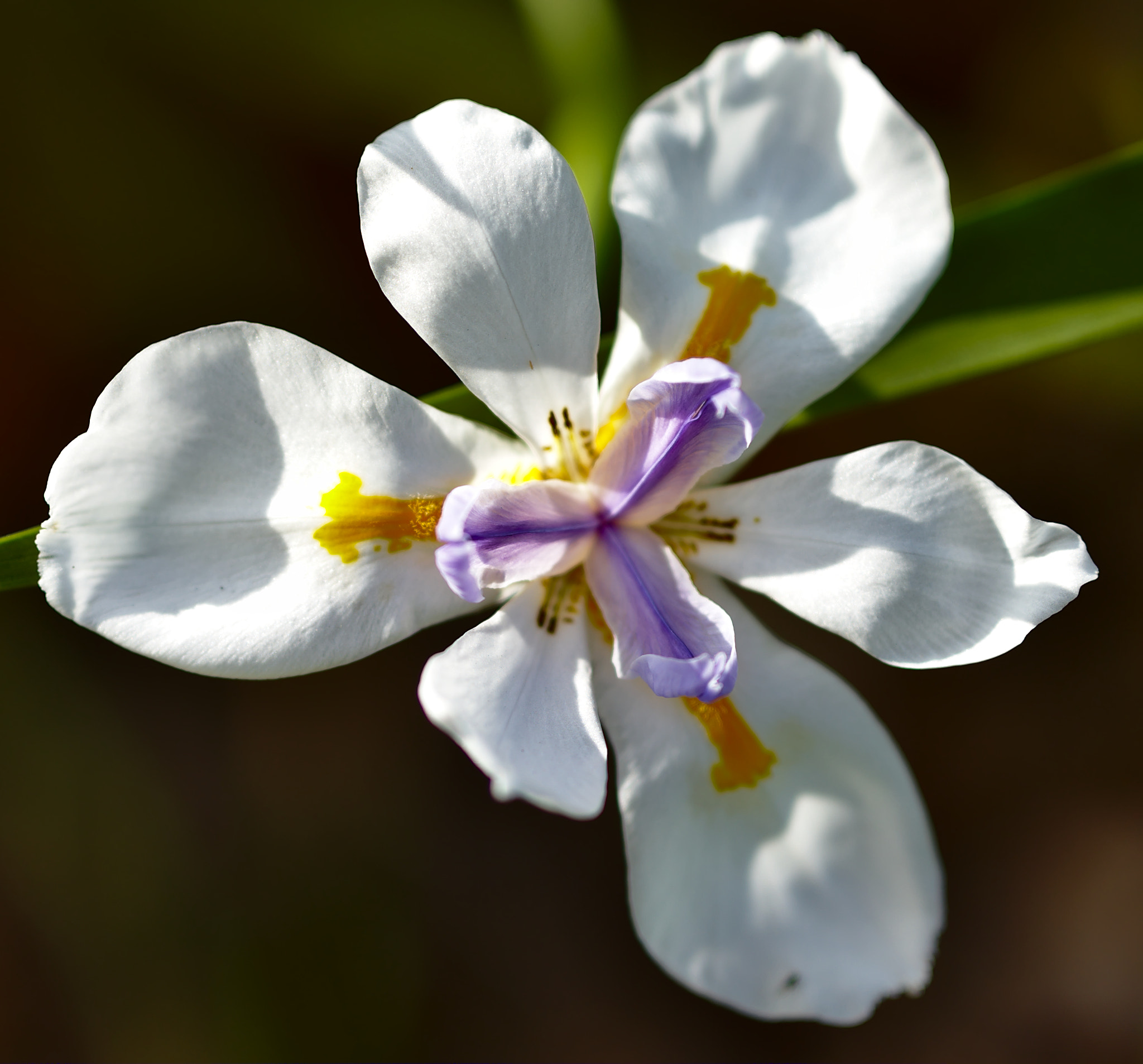 ZEISS Otus 85mm F1.4 sample photo. Top-down african iris photography