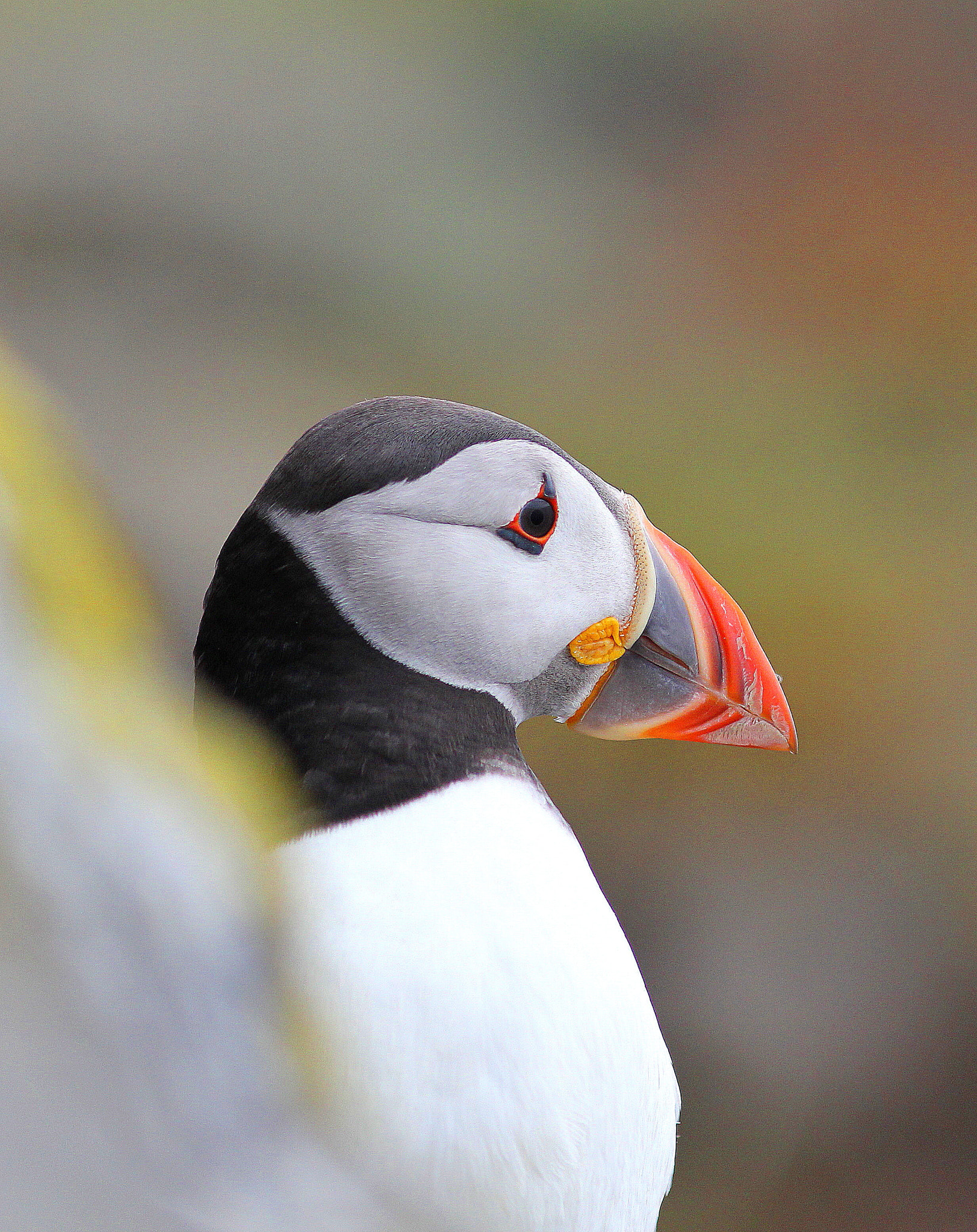 Canon EF 300mm F4L IS USM sample photo. Puffin photography