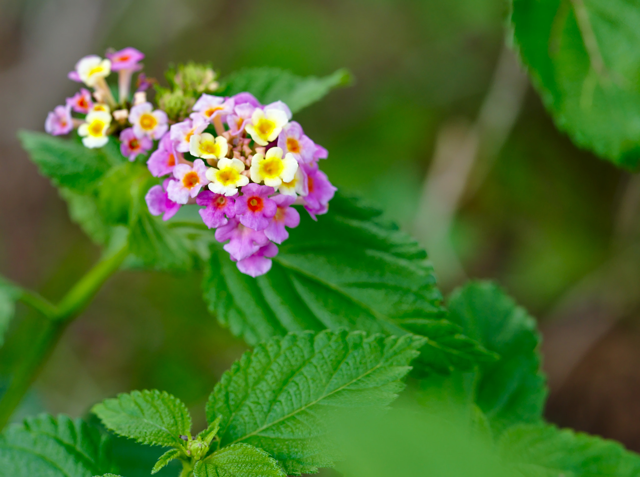 ZEISS Otus 85mm F1.4 sample photo. Lantana camara photography