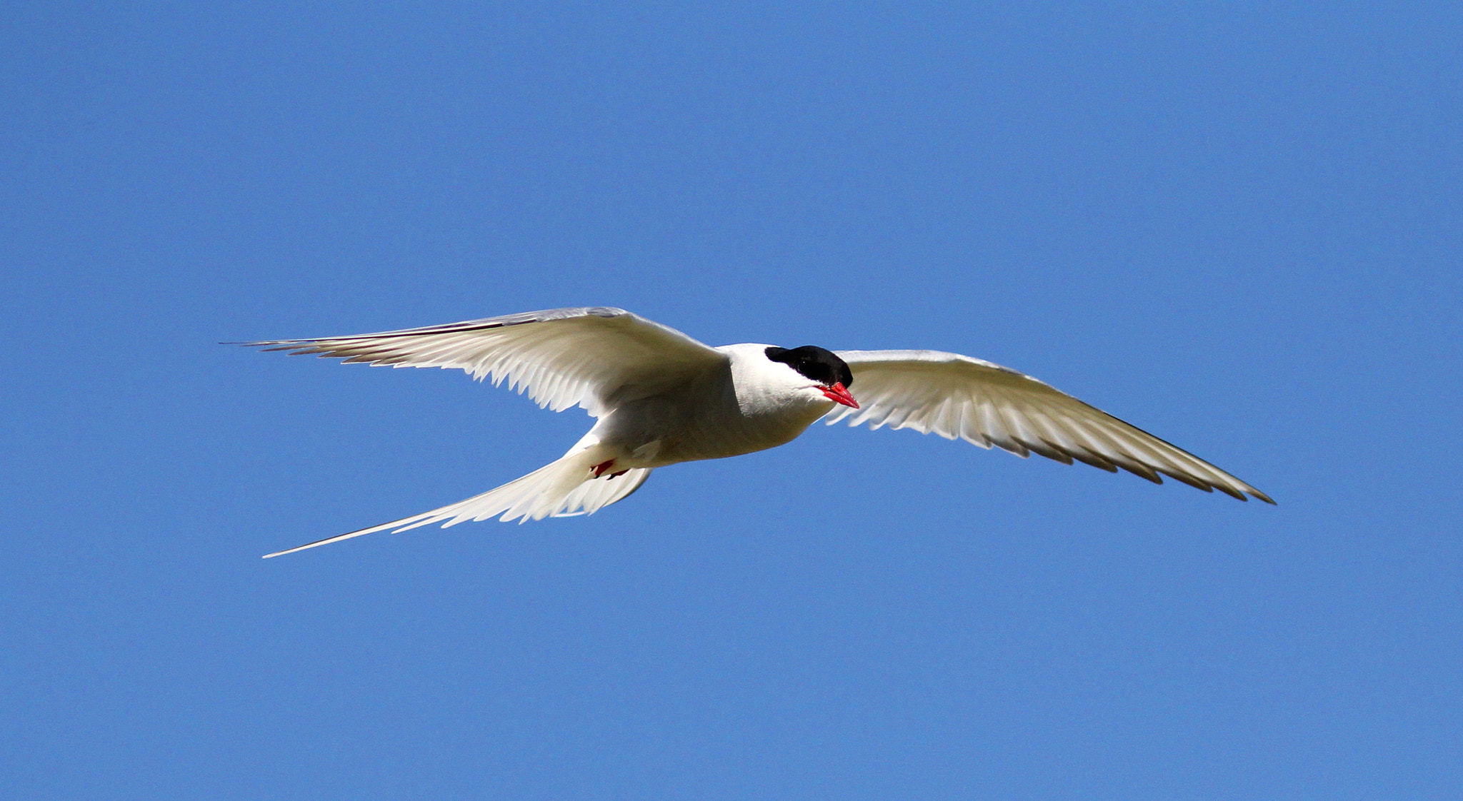 Canon EF 300mm F4L IS USM sample photo. Arctic tern photography