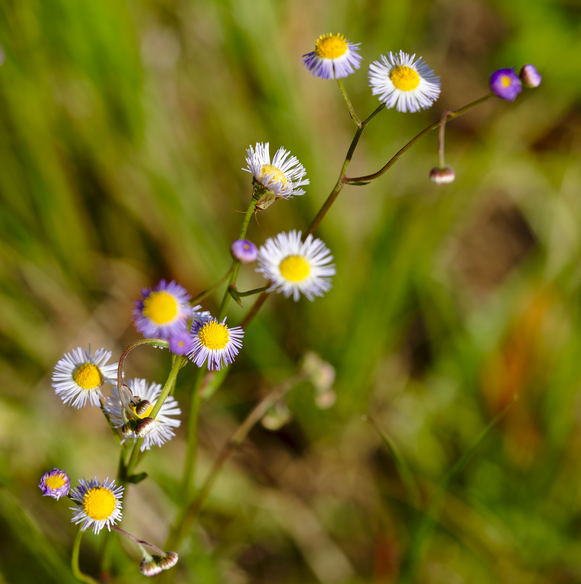 ZEISS Otus 85mm F1.4 sample photo. Purple and white daisies photography