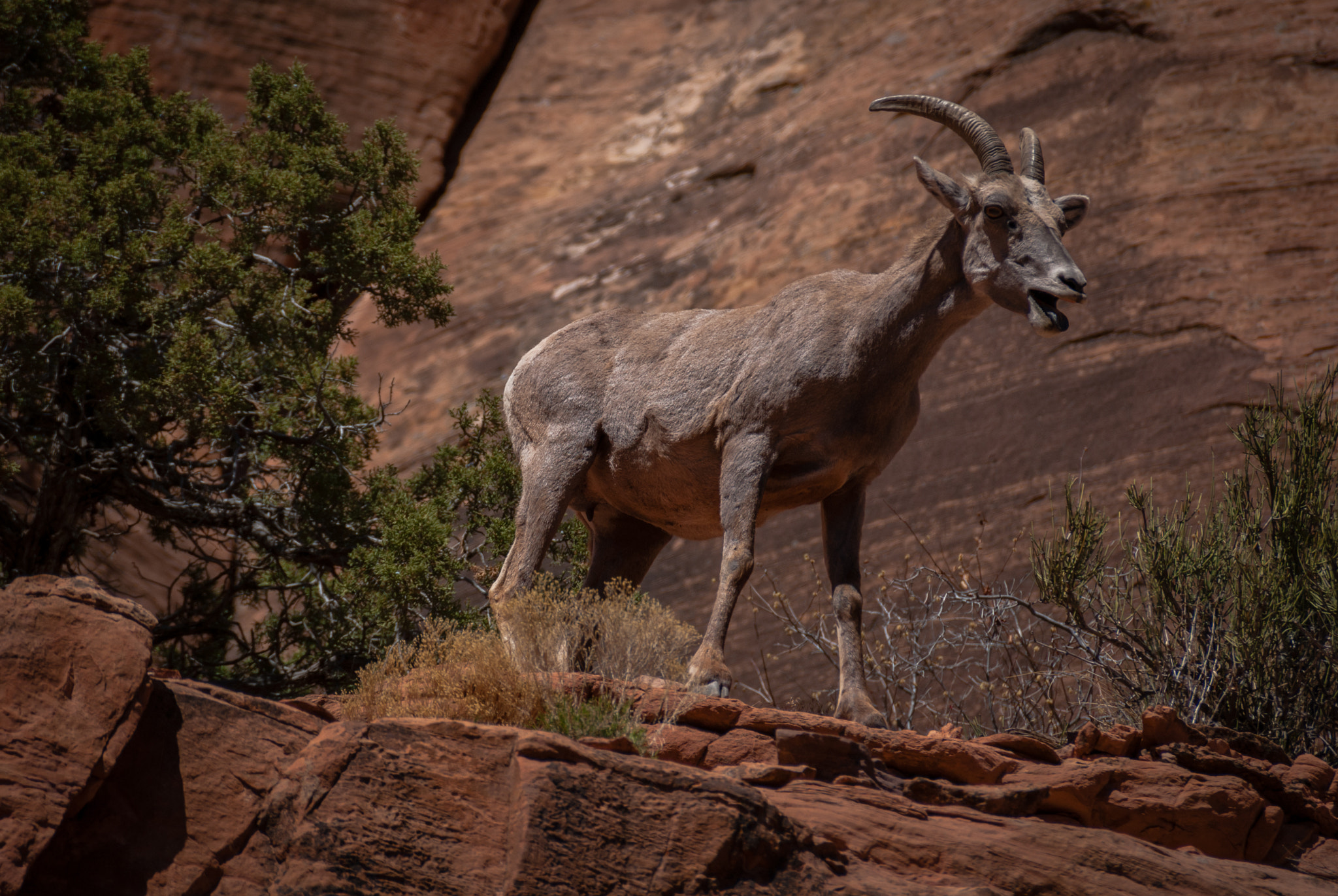 Sony DT 55-300mm F4.5-5.6 SAM sample photo. Mother bighorn sheep photography