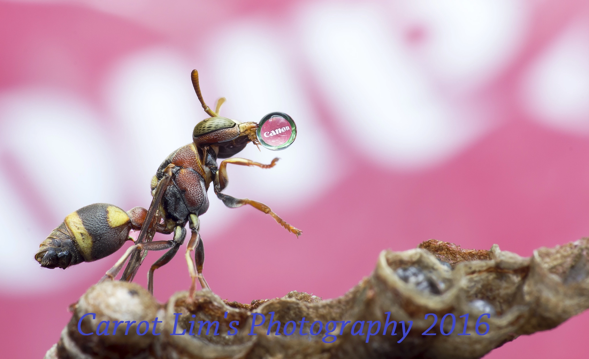 Canon EF 100mm F2.8 Macro USM sample photo. I love canon photography