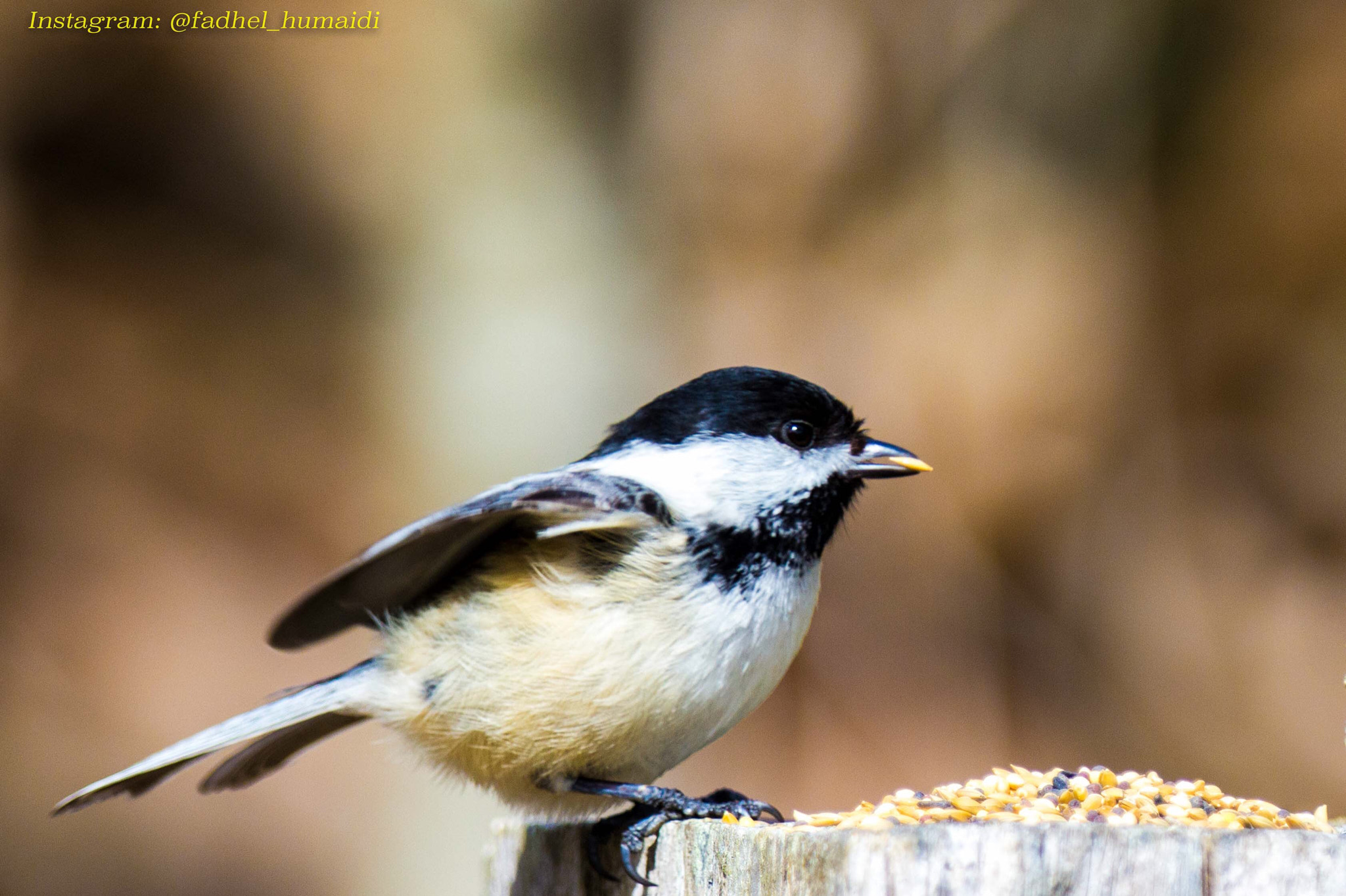 Canon EOS 60D + Canon EF 70-200mm F2.8L IS II USM sample photo. Hungry chickadee  photography