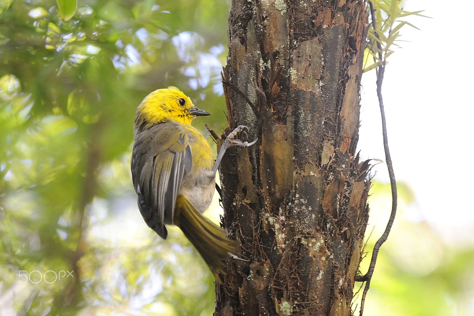 Nikon AF-S Nikkor 300mm F2.8G ED VR II sample photo. Yellowhead, new zealand endangered native bird photography