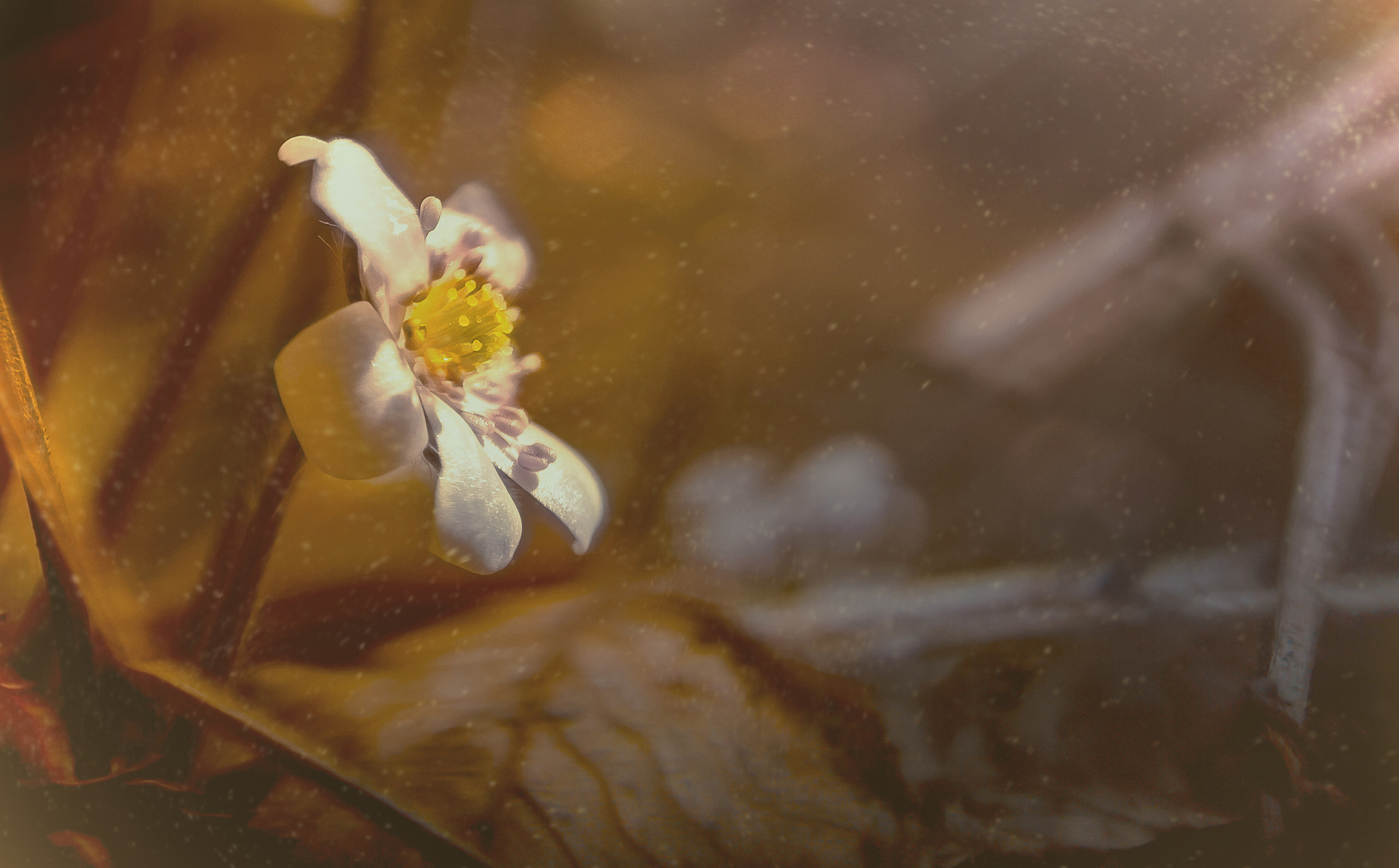 Sigma 70mm F2.8 EX DG Macro sample photo. Hepatica i photography
