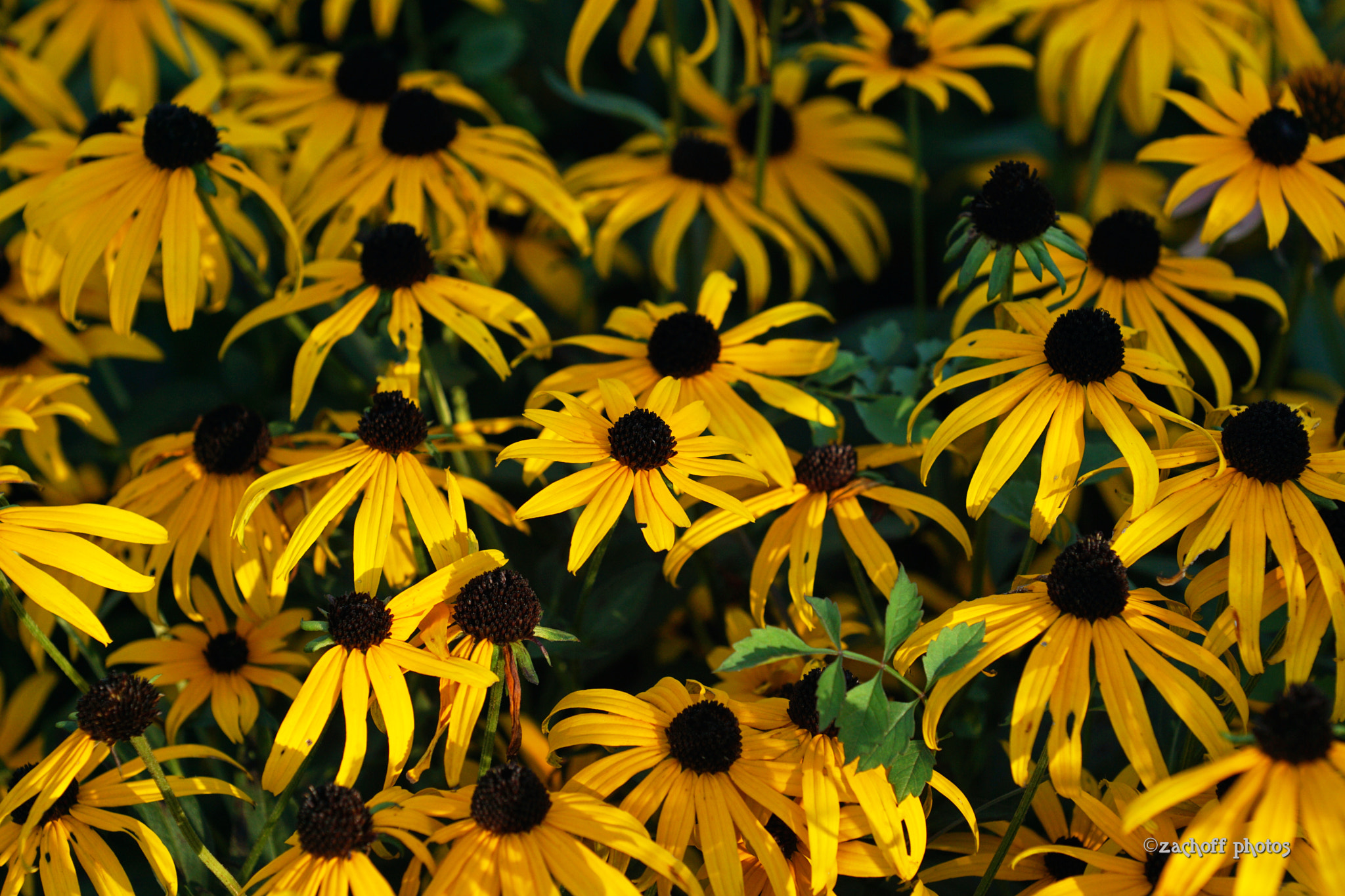 Sony ILCA-77M2 + Minolta/Sony AF 70-200mm F2.8 G sample photo. Acl photography