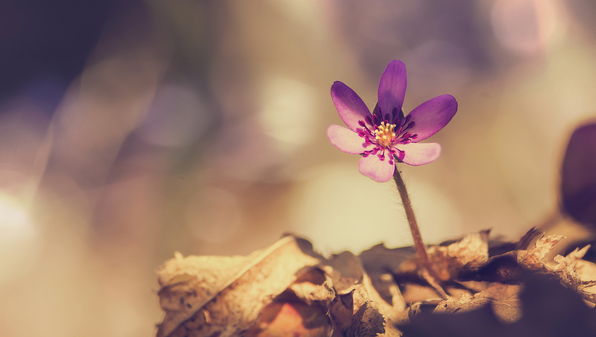 Sigma 70mm F2.8 EX DG Macro sample photo. Hepatica ii photography