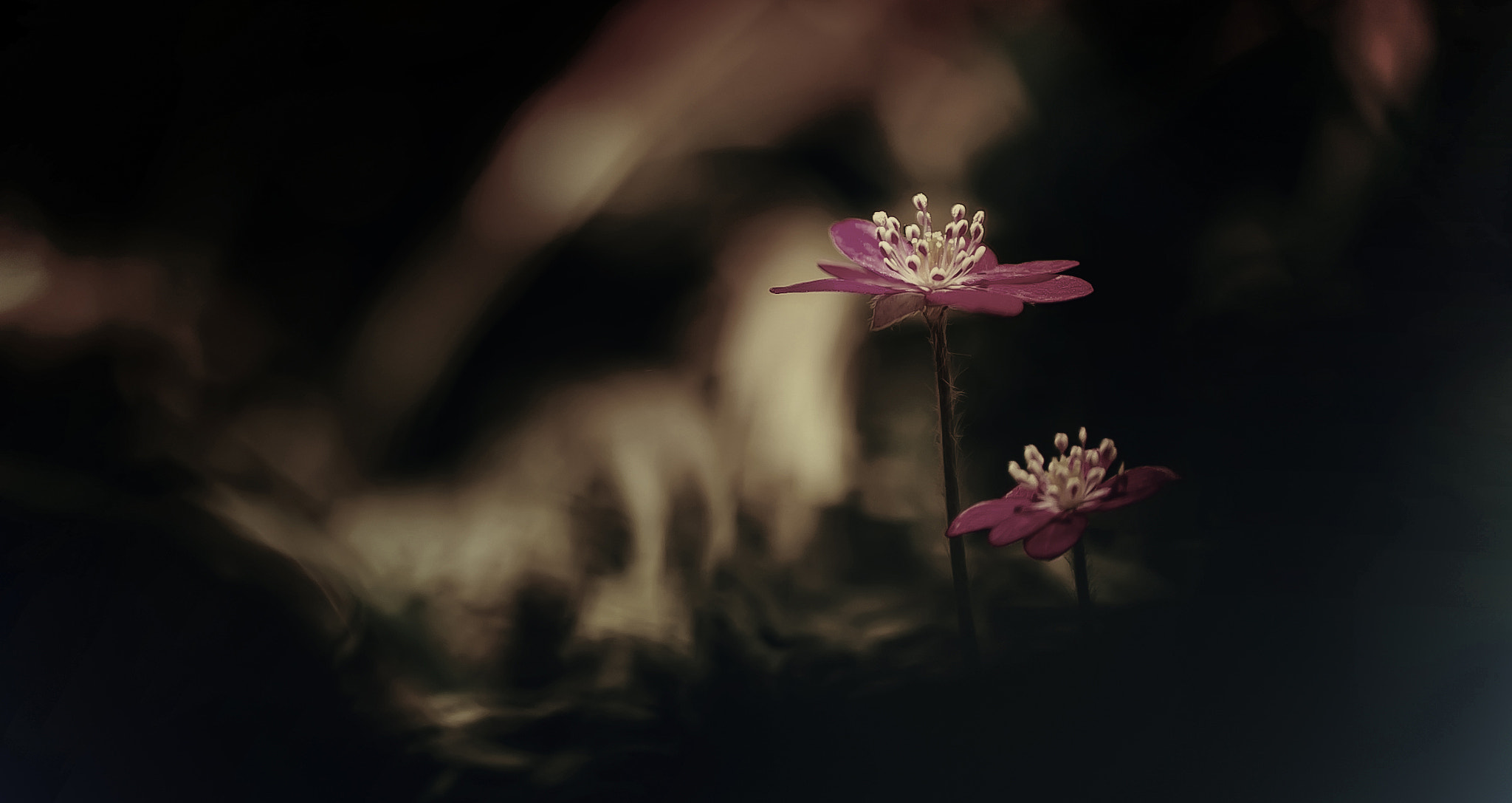 Canon EOS 60D + Canon EF 50mm F2.5 Macro sample photo. Hepatica iii photography