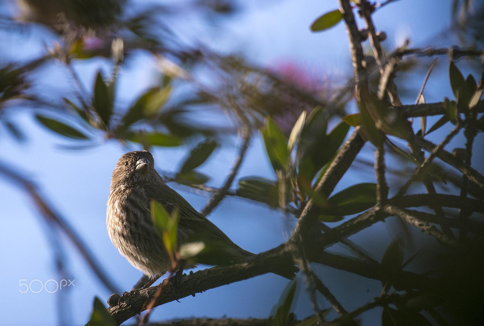 Nikon D800 + Nikon AF-S Nikkor 600mm F4G ED VR sample photo