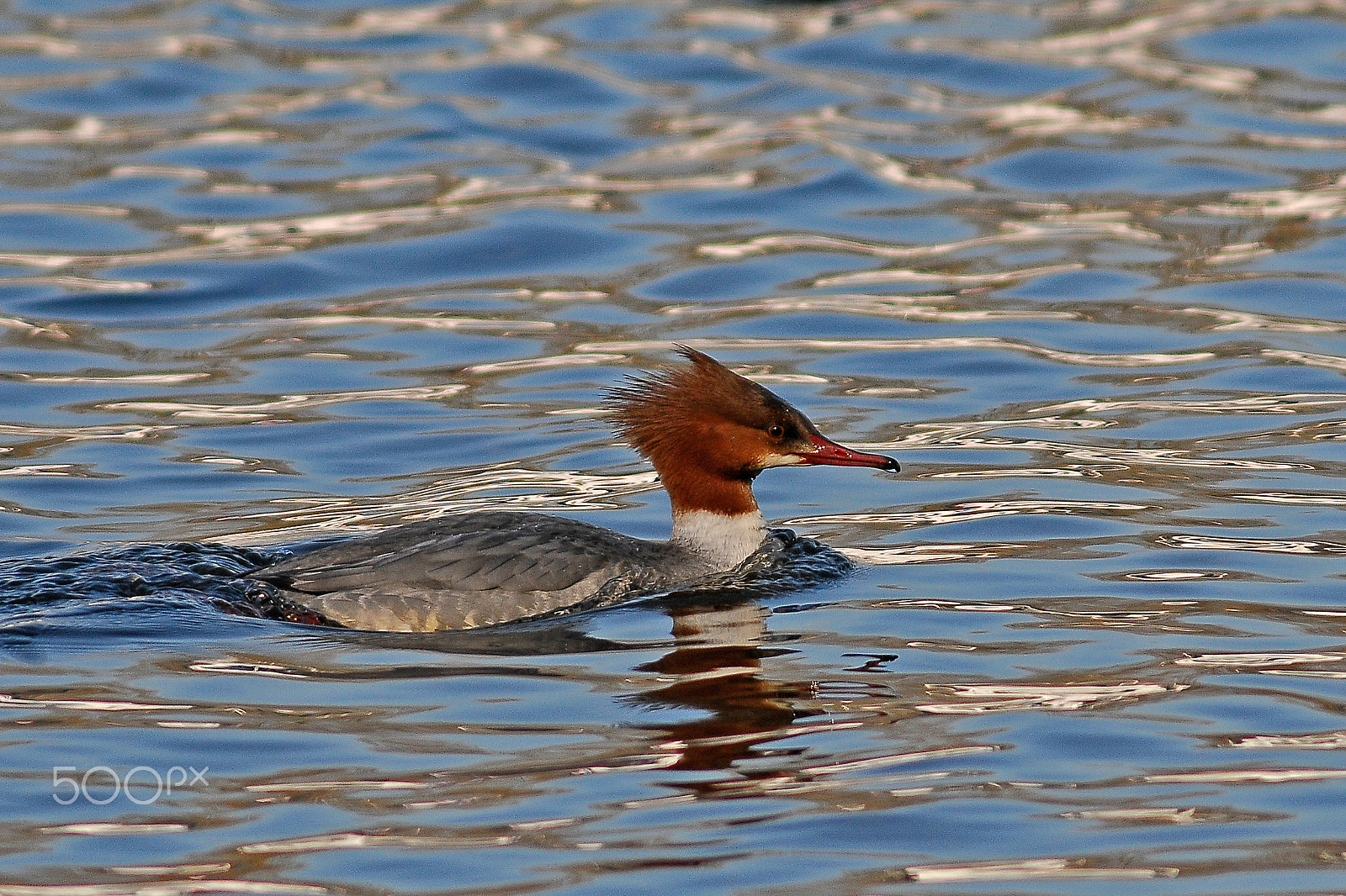 Nikon D300 + Nikon AF-S Nikkor 600mm F4G ED VR sample photo. Weibl. gänsesäger / female goosander photography